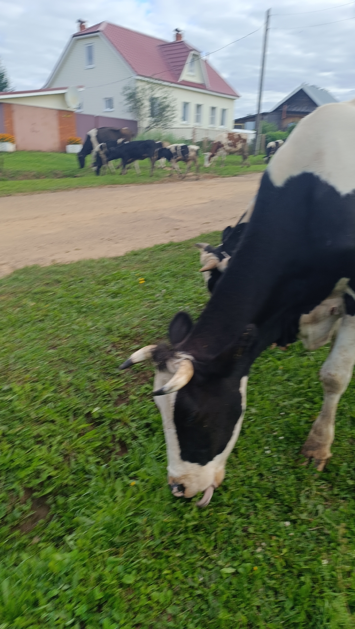 The image captures a pastoral scene in the city of Karsha, Russia, where a herd of cows grazes on a grassy verge beside a dirt road. In the background, a two-story house with a red roof stands prominently, suggesting a rural or semi-rural residential area. Several cows, predominantly black and white, are visible in various states of grazing and standing. One cow in the foreground is captured with its head down, actively eating grass, with its tongue partially extended. The environment appears to be a typical countryside setting, with lush green grass, a dirt path, and a few scattered buildings in the distance under a cloudy sky.