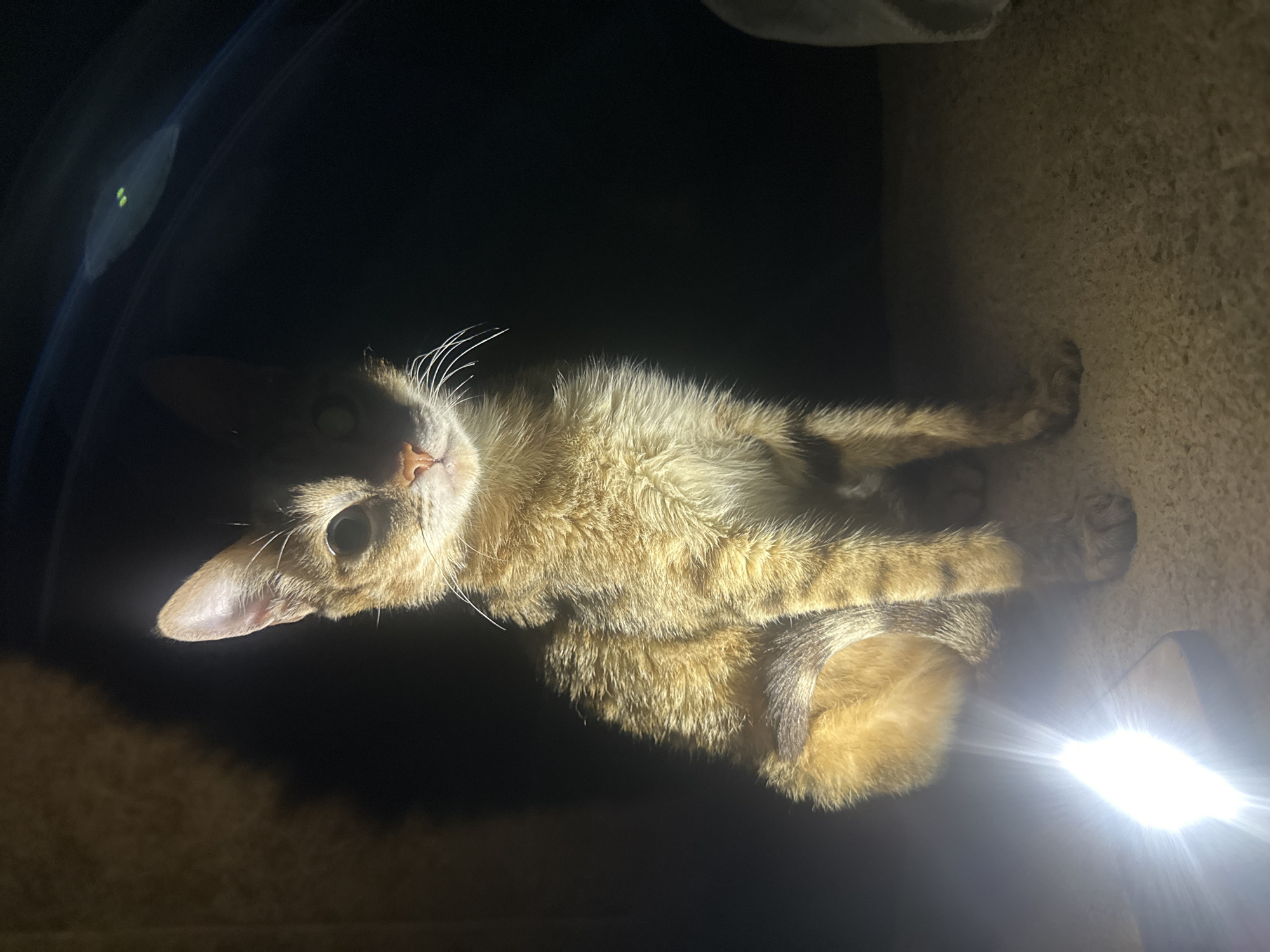 A medium shot captures a young tabby cat sitting on a textured, beige surface under a bright light source. The cat is facing forward, with its body angled slightly to the left, and its head turned to look directly at the camera. Its fur is a mix of brown, black, and tan stripes, with a fluffy tail curled around its body. The cat's eyes are wide, and its ears are perked. The light source, likely a flashlight, is positioned in the lower left corner of the frame, casting a strong glare that illuminates the cat's front half and creates a stark contrast with the dark background. The cat appears to be indoors, possibly in a dimly lit room or under furniture, as indicated by the shadow cast behind it and the overhead darkness. No specific location within Jos, Nigeria, can be identified from the image.
