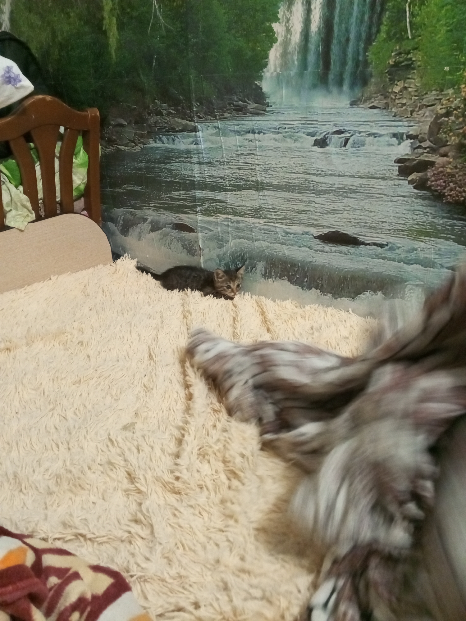 A domestic scene unfolds on a beige, fluffy blanket, likely in a residential setting in Старое Ромашкино, Russia. A small, tabby kitten is the focal point, lying on its side on the blanket, its gaze directed towards the right. To the right, a portion of a person is visible, blurred by motion and largely out of focus, suggesting a dynamic or quickly captured moment. The background features a wallpaper depicting a waterfall and a rocky river landscape, adding a touch of nature to the indoor environment. The overall impression is that of a casual, everyday moment within a home.