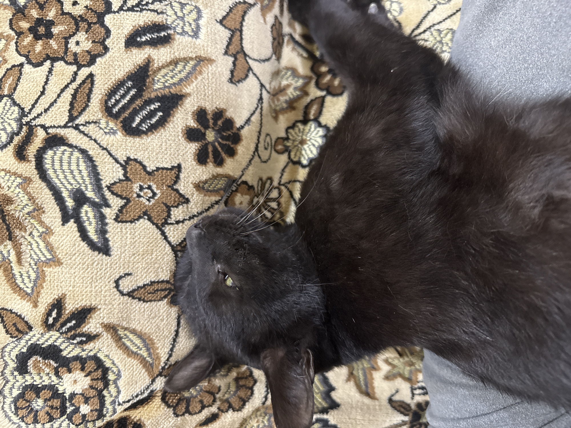 A black cat lies on a beige and brown floral patterned rug. The cat is on its back, with its head turned to the left, looking upwards. Its eyes are partially open and appear green. The rug has a detailed floral design with brown, beige, and black elements. The cat's fur is dark black and appears soft. The lower left portion of the image shows a gray fabric, possibly clothing. The scene appears to be indoors, likely in a domestic setting. There is no information about the location within Yerevan, Armenia.