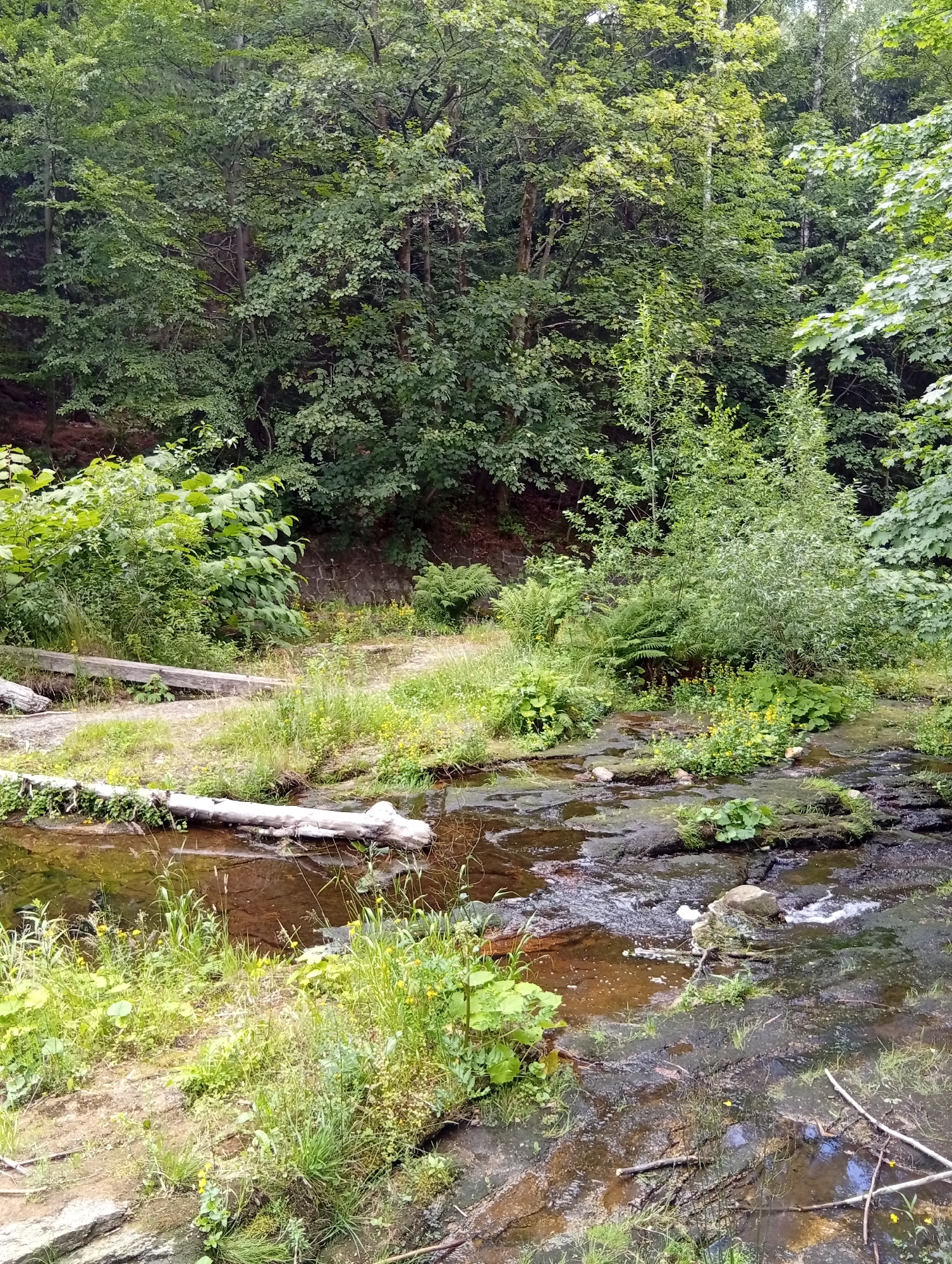The image depicts a natural woodland setting with a shallow stream flowing over dark, irregular rocks. The stream banks are overgrown with lush green vegetation, including grasses, ferns, and broad-leafed plants, with scattered small yellow wildflowers. Several fallen logs are present in and around the stream, one prominently lying horizontally across the foreground water. In the background, a dense forest rises, characterized by numerous trees with green foliage. The scene is located in Karpacz, Poland, suggesting a natural landscape within or near the city. No people or animals are visible.