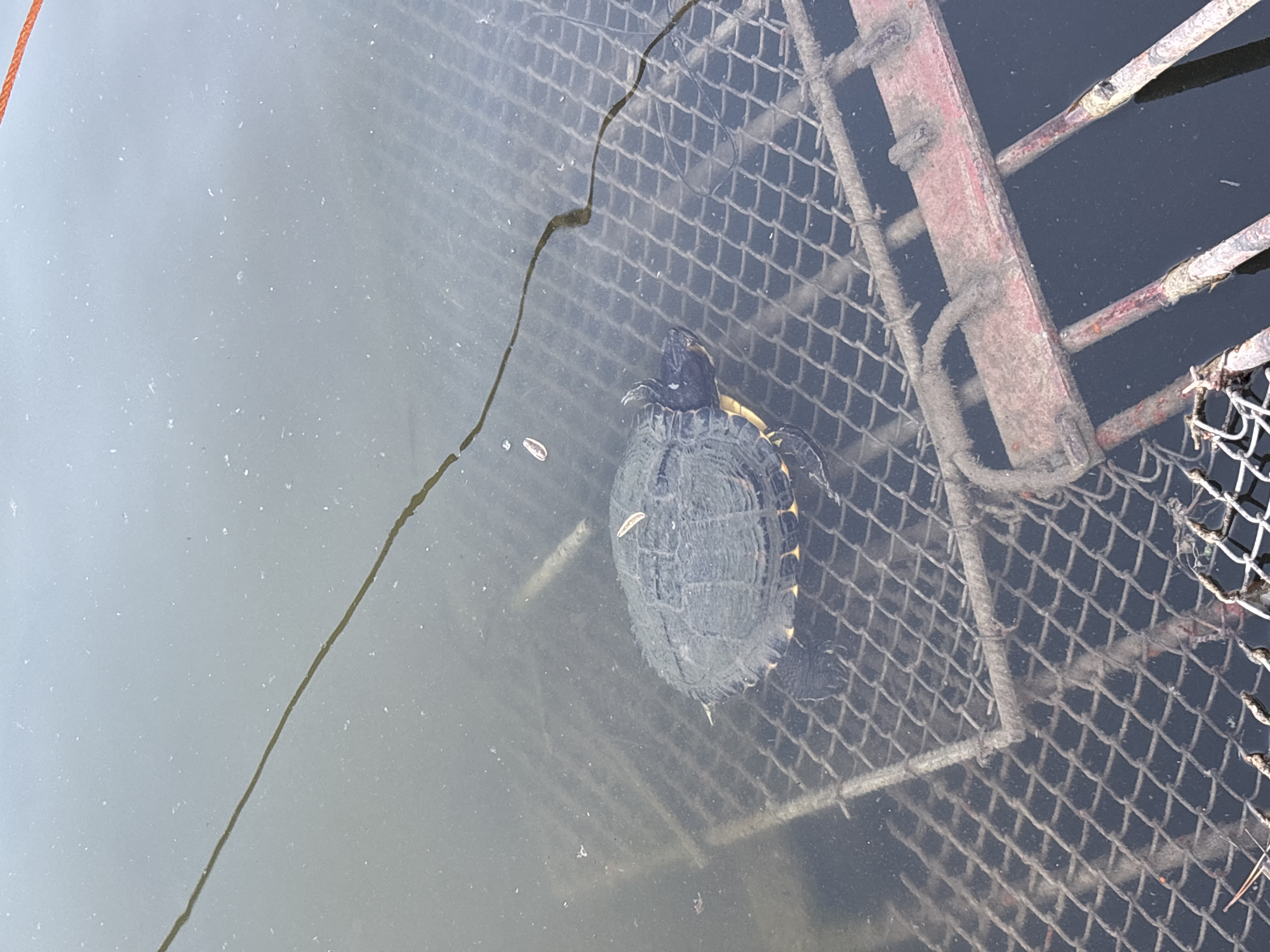 A turtle swims in murky water next to a metal grate and rusty metal structure. The turtle is dark with yellow markings on its shell and head. The metal grate and structure are partially submerged. A thin, dark line is visible in the water. The location is likely in Plovdiv, Bulgaria, though the precise area is not discernible from the image.