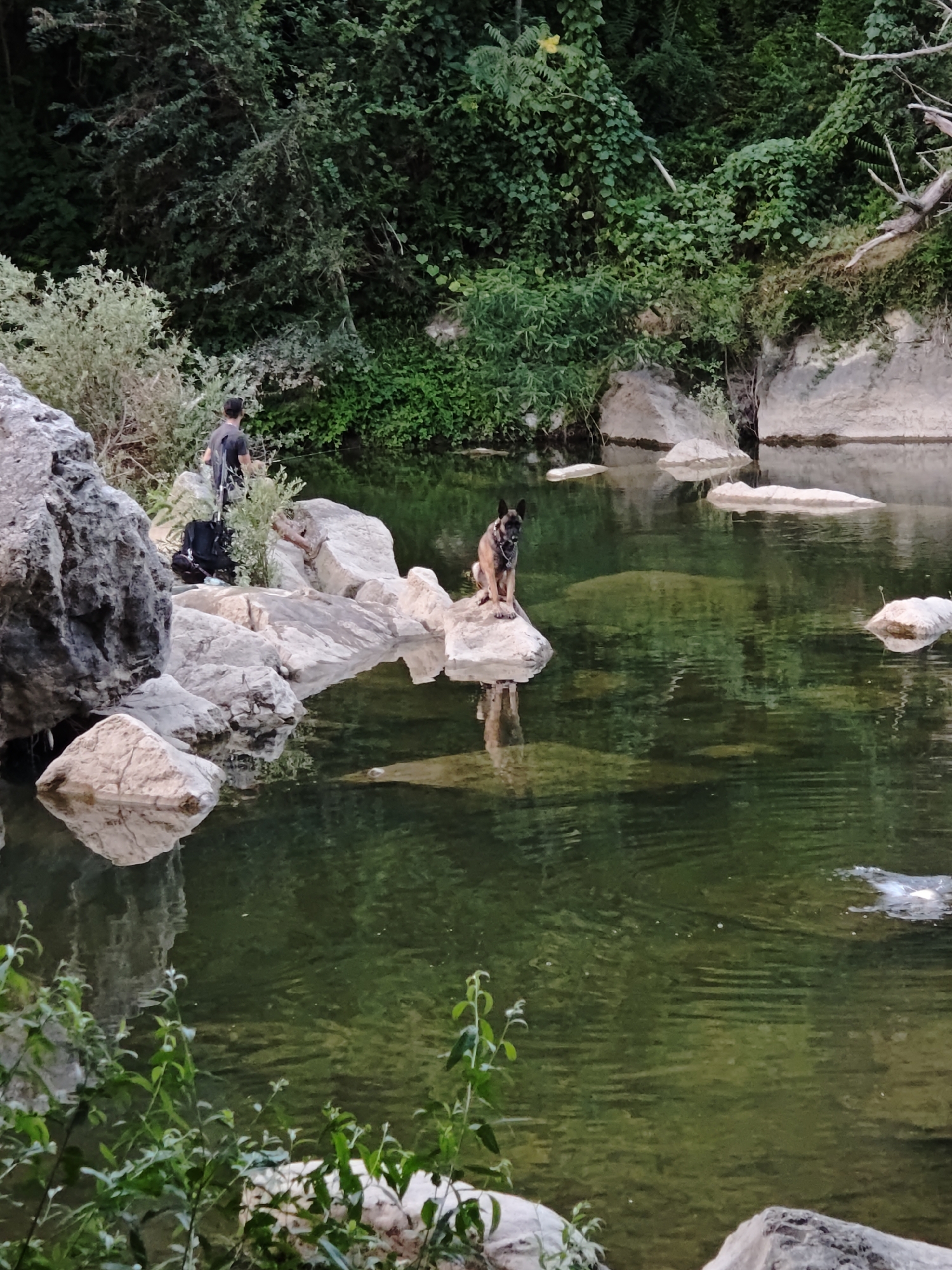 This image depicts a serene natural scene by a body of water, likely a river or lake, in the vicinity of Lovech, Bulgaria. The foreground is dominated by a cluster of large, light-colored rocks on the left bank, interspersed with lush green foliage. The water, a deep green color, reflects the surrounding trees and rocks, creating a tranquil atmosphere.
On the rocky bank to the left, a person wearing a dark t-shirt and a baseball cap is visible, appearing to be engaged in an activity such as fishing or simply enjoying the scenery. A black backpack rests on the rocks near them.
Further into the water, perched on a solitary rock, is a medium-sized dog, possibly a Belgian Malinois, with a tan and black coat. The dog is sitting alertly, facing towards the right of the frame. Its reflection is clearly visible in the calm water.
The background is filled with dense, verdant vegetation, including trees and climbing plants, indicating a natural, possibly forested, environment. The overall impression is one of peace and immersion in nature.