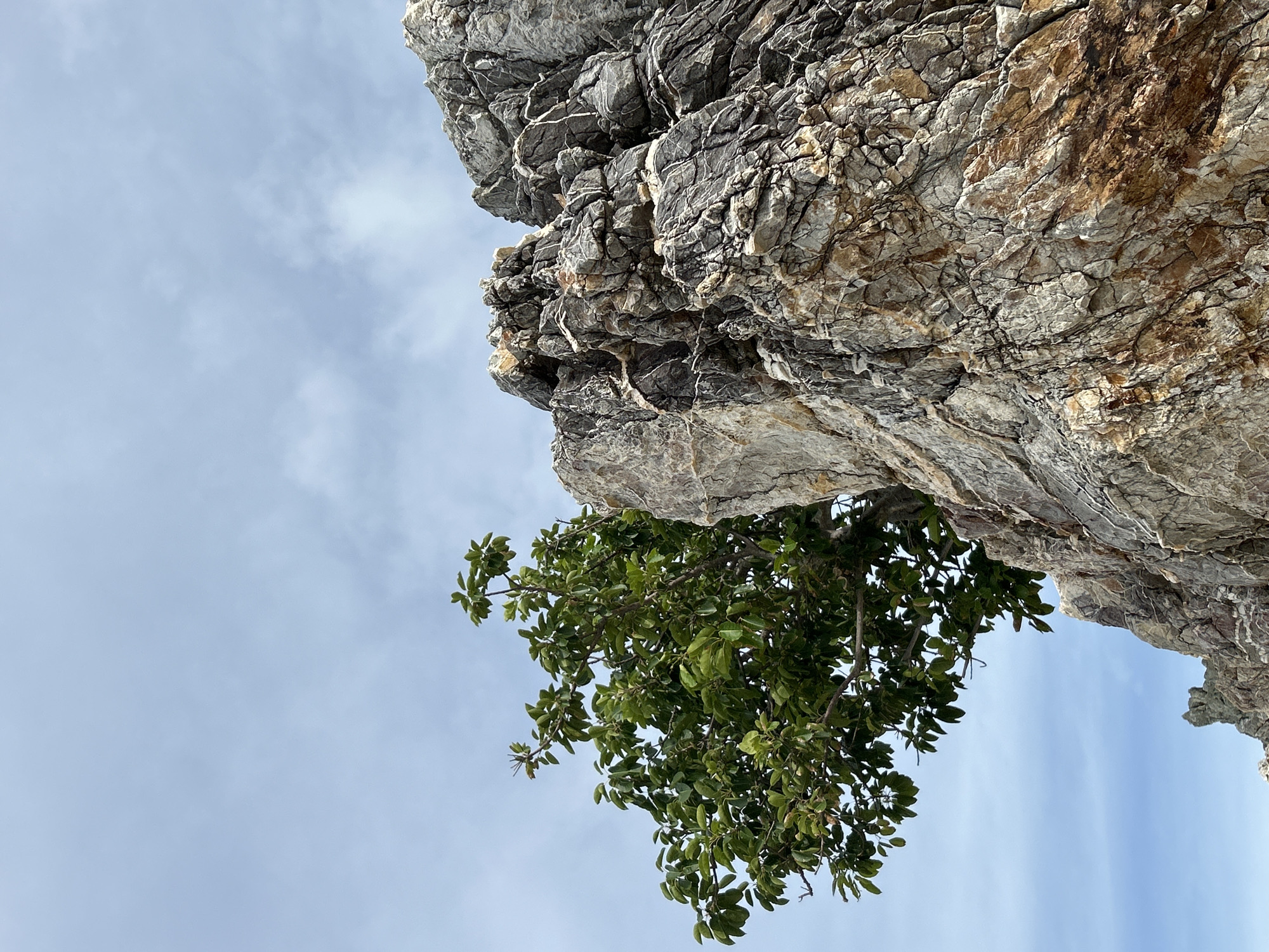The image shows a rocky cliff face with a tree growing from it. The perspective is looking up from below, with the sky visible in the background. The rock is rough and textured, with shades of grey, brown, and white. The tree has dark green leaves and appears to be healthy. The sky is a light blue with some wispy clouds. The overall impression is one of natural beauty and resilience, with the tree seemingly defying gravity by growing from the side of the cliff. The location context of Tambon Phru Nai, Thailand suggests a tropical or subtropical environment, which is consistent with the lush greenery of the tree and the clear blue sky. There is no visible text in the image.