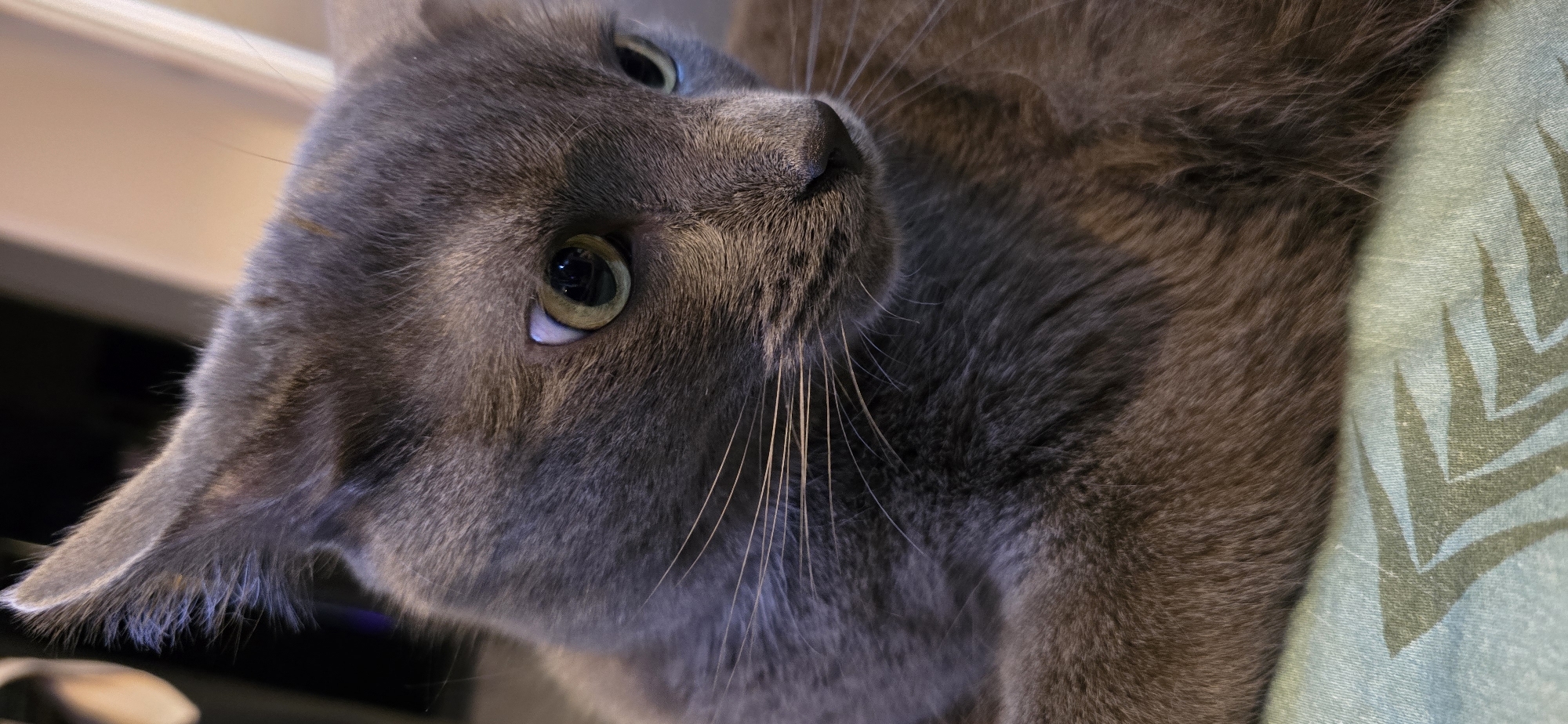 An extreme close-up photograph captures the face of a grey cat. The cat's fur is a short, dense grey, with some darker tabby markings visible on its head and ears. Its ears are pointed and tilted slightly forward. The cat's eyes are a striking green with dark pupils, and one eye shows a hint of light reflecting off the inner corner. Long, white whiskers fan out from its muzzle. The cat appears to be resting on a light green fabric with a pattern of dark green, abstract shapes that resemble leaves or feathers. The background is blurred and out of focus, suggesting an indoor setting. The lighting is soft, highlighting the texture of the cat's fur and the details of its face.