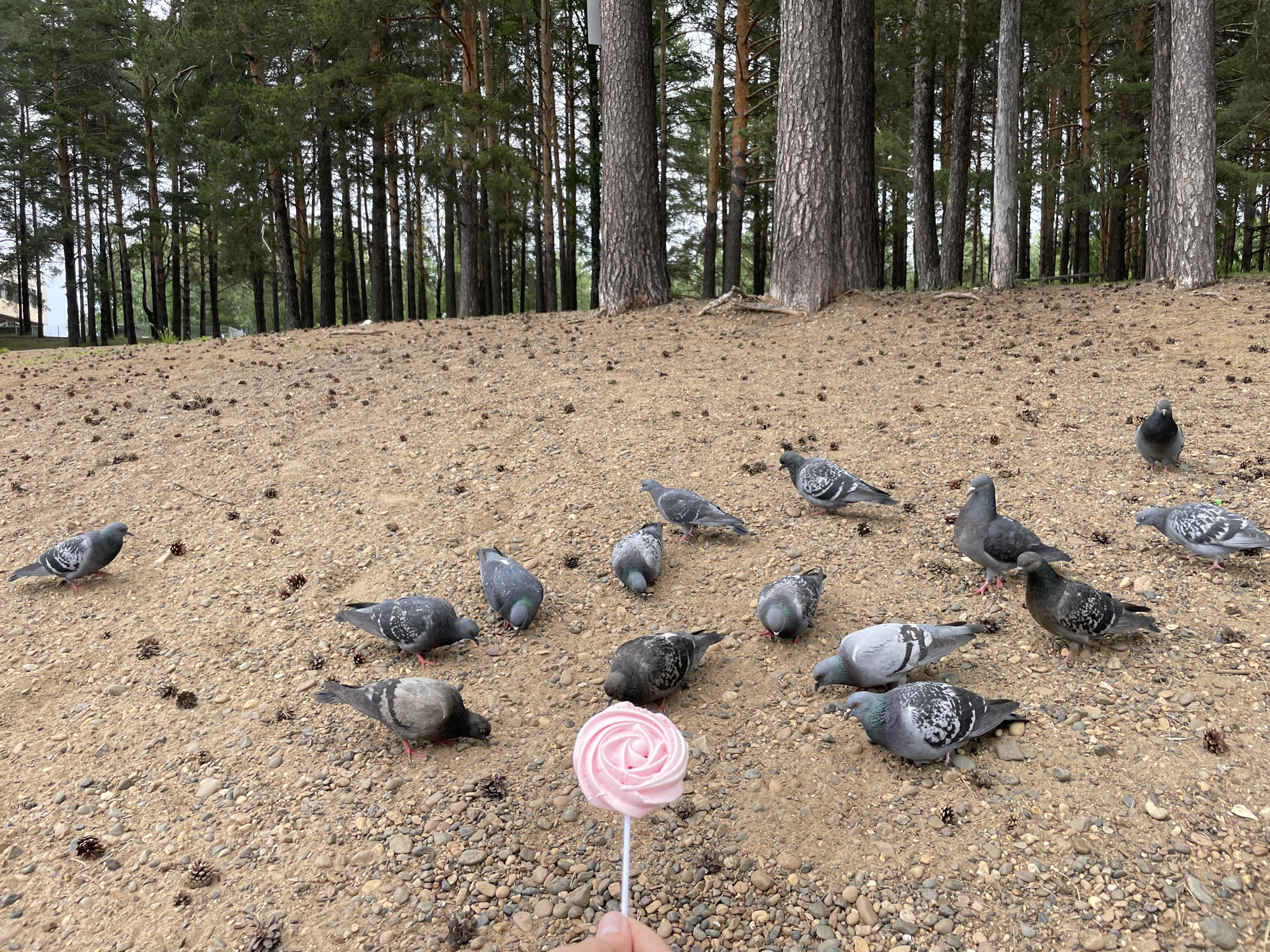 In Chaikovsky, Russia, a person's hand holds a pink spiral lollipop on a white stick, positioned in the foreground on a gravelly, pine-needle-strewn ground. Around the lollipop, a flock of approximately twelve pigeons are gathered, pecking at the ground. The pigeons exhibit varied grey and white plumage. In the background, a dense forest of tall pine trees stands, with some trunks visible closer to the foreground. The ground slopes upwards towards the forest.