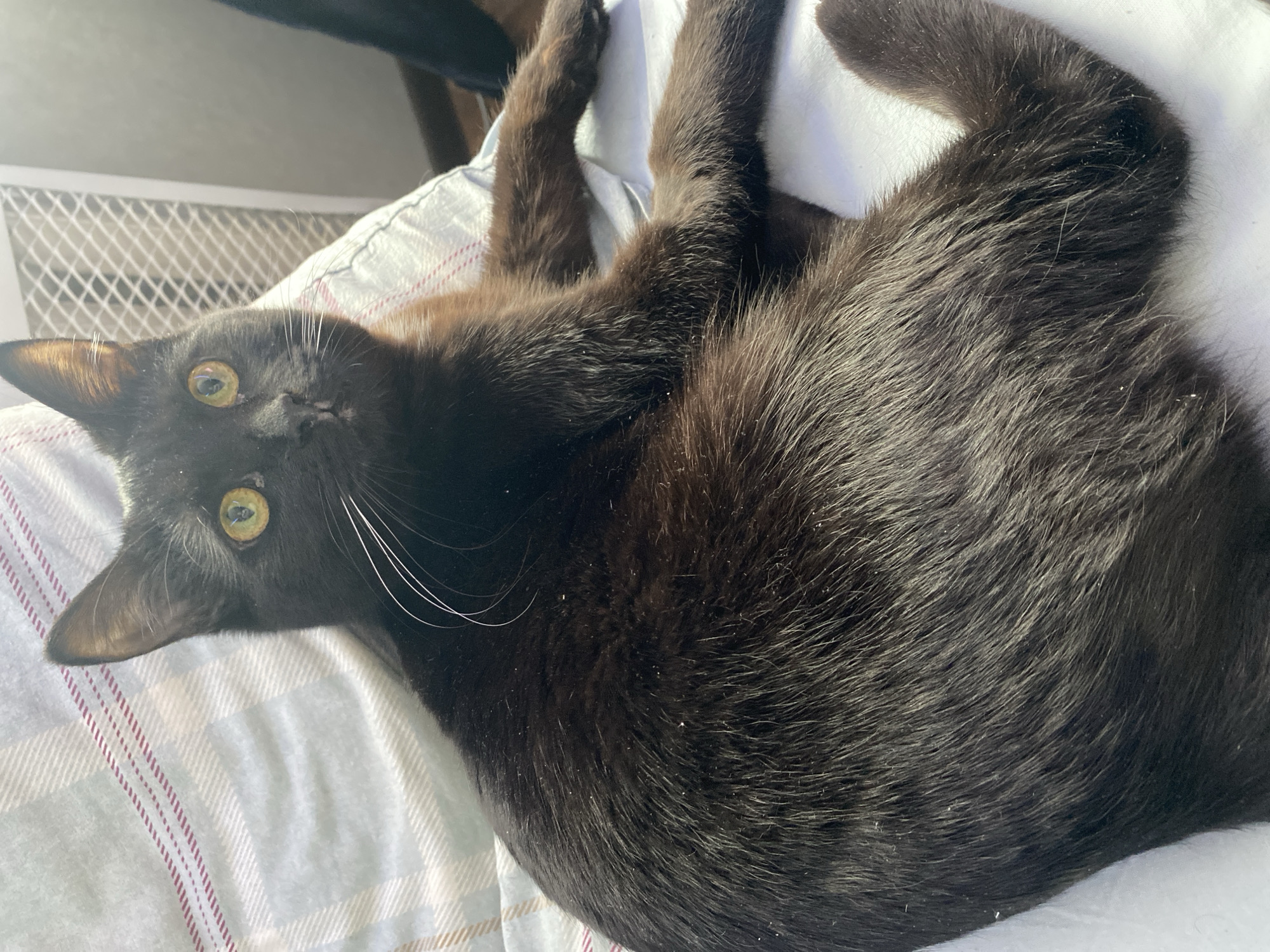 A black domestic short-haired cat is depicted resting indoors in Izhevsk, Russia. The animal is positioned on light-colored bedding, with its upper body on a plaid patterned fabric featuring faint red stripes, and its lower body on a plain white sheet. The cat's head is turned towards the viewer, displaying prominent yellow-green eyes with vertically elliptical pupils and several white whiskers. Its black fur exhibits numerous scattered light-colored particles. In the upper-right background, a white object with a grid-like pattern, consistent with a fan grille or radiator cover, is partially visible, behind which a plain light-colored wall is present. Strong natural light illuminates the scene from the right, highlighting the cat's fur and ears. No human subjects are visible.
