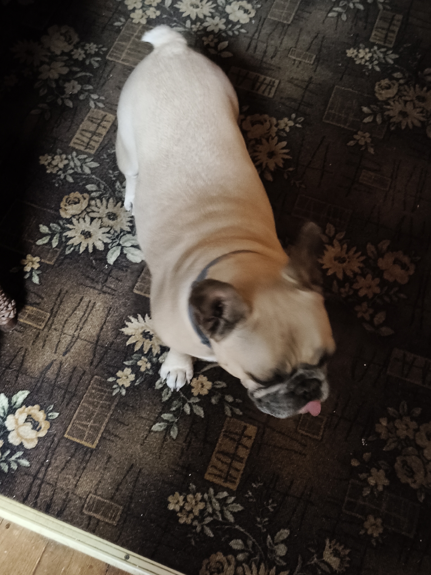 In Unknown, Unknown, the scene is an interior, captured from a high-angle perspective, focusing on a fawn-colored French Bulldog. The dog, positioned centrally, is observed from above and slightly behind, its body angled towards the lower right. It possesses characteristic bat-like ears, a dark muzzle, and a prominent pink tongue slightly extended from its mouth. A dark-colored collar is visible around its neck. The dog's front paws are visible, indicating it is standing or sitting on a patterned rug.
The rug features a dark brown or charcoal background with a woven texture, upon which light-colored floral patterns (creamy white and yellow flowers with green leaves) are distributed. Interspersed among the floral motifs are rectangular and square geometric shapes in varying shades of brown, some with striped or textured details.
In the lower left quadrant of the image, a light-colored wooden floor border is visible, secured by a single metal screw. Beyond this border, a lighter wooden floor is partially seen. A dark, woven object, possibly a part of a basket or footwear, is partially visible along the left edge of the frame. The lighting is diffused, highlighting the dog's fur and portions of the rug while casting some areas into shadow. No human figures are present.