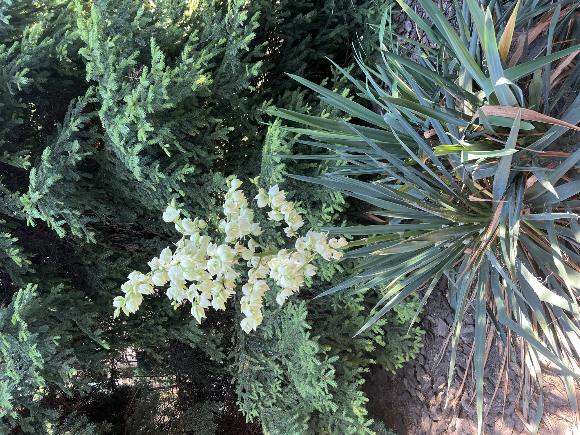This is a top-down, outdoor, eye-level shot of a garden with dense evergreen foliage and a cluster of white flowers. The main subjects are the plants: a large evergreen tree with dark green needles, a spiky Yucca plant with long, grey-green leaves, and a tall stalk of white, bell-shaped flowers.
The evergreen tree fills the left and lower portions of the frame, its branches and needles creating a lush, textured backdrop. Sunlight filters through the needles, highlighting some areas with brighter green and casting deeper shadows in others. To the right of the evergreen, the Yucca plant dominates the upper right quadrant. Its sharp, sword-like leaves fan out, some showing signs of browning and dryness, suggesting it might be a mature specimen or experiencing drier conditions.
Interspersed among the evergreen needles, particularly in the upper left and center, is a cascading cluster of delicate white flowers. These flowers are bell-shaped and hang in drooping racemes, appearing fresh and in full bloom. Their bright white color contrasts with the darker greens of the surrounding foliage.
The ground beneath the plants is visible in the lower right corner, appearing to be a mix of dark soil and rough bark or mulch. The lighting suggests it is daytime, likely late morning or early afternoon, given the quality of the sunlight. There are no people or animals visible, and no objects other than the natural elements of the garden. The overall scene evokes a sense of natural beauty and growth in a temperate climate. No text is visible in the image.