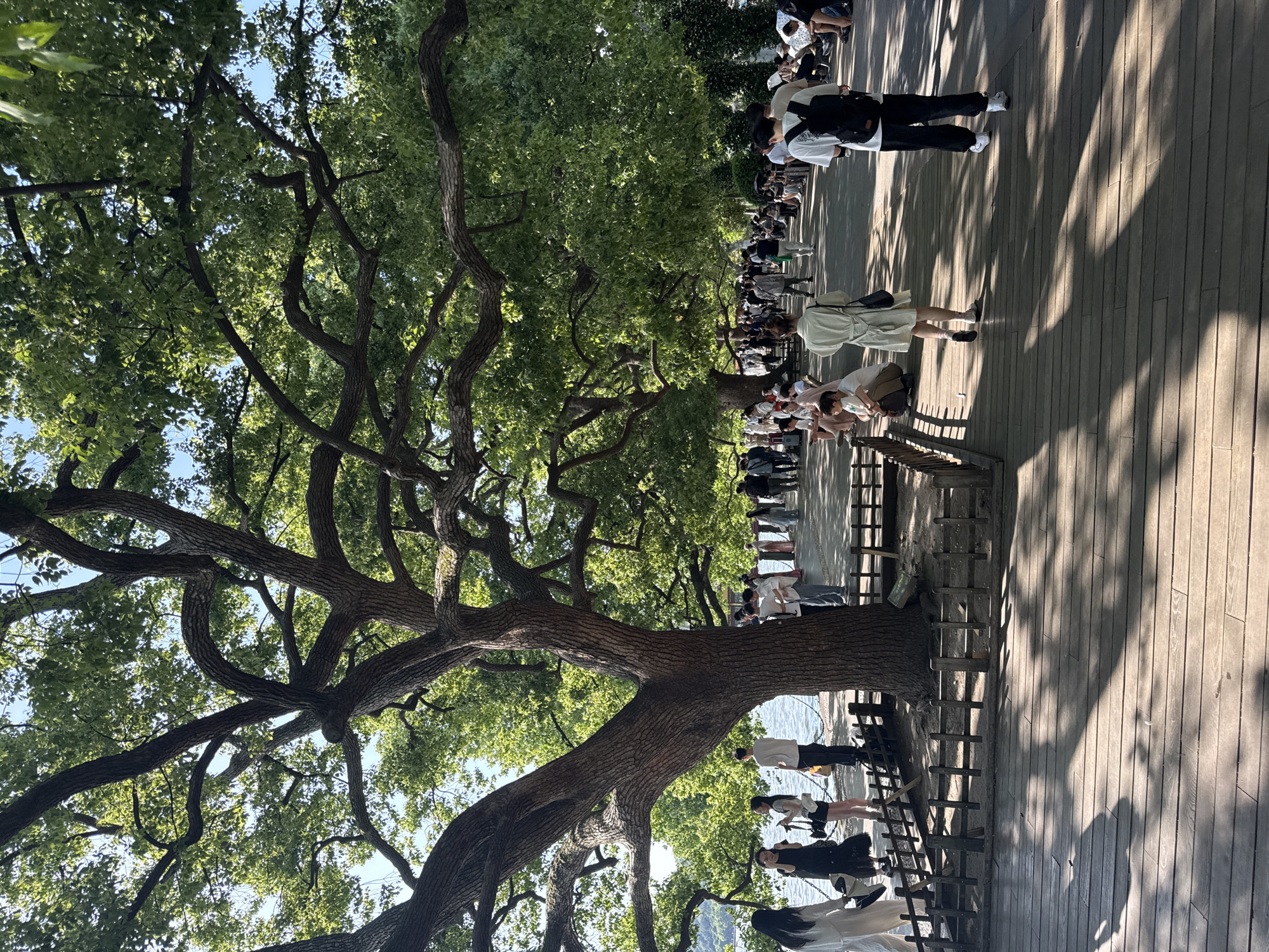 The image shows a scene in Shangcheng District, China, featuring a large, mature tree with a sprawling canopy. People are walking along a wooden boardwalk near the tree. The tree trunk is substantial, with thick branches reaching upwards and outwards. The boardwalk is shaded by the tree's canopy, creating dappled sunlight patterns on the wood. A low wooden fence separates the boardwalk from the tree. The background suggests a park or natural area with foliage and possibly a body of water.