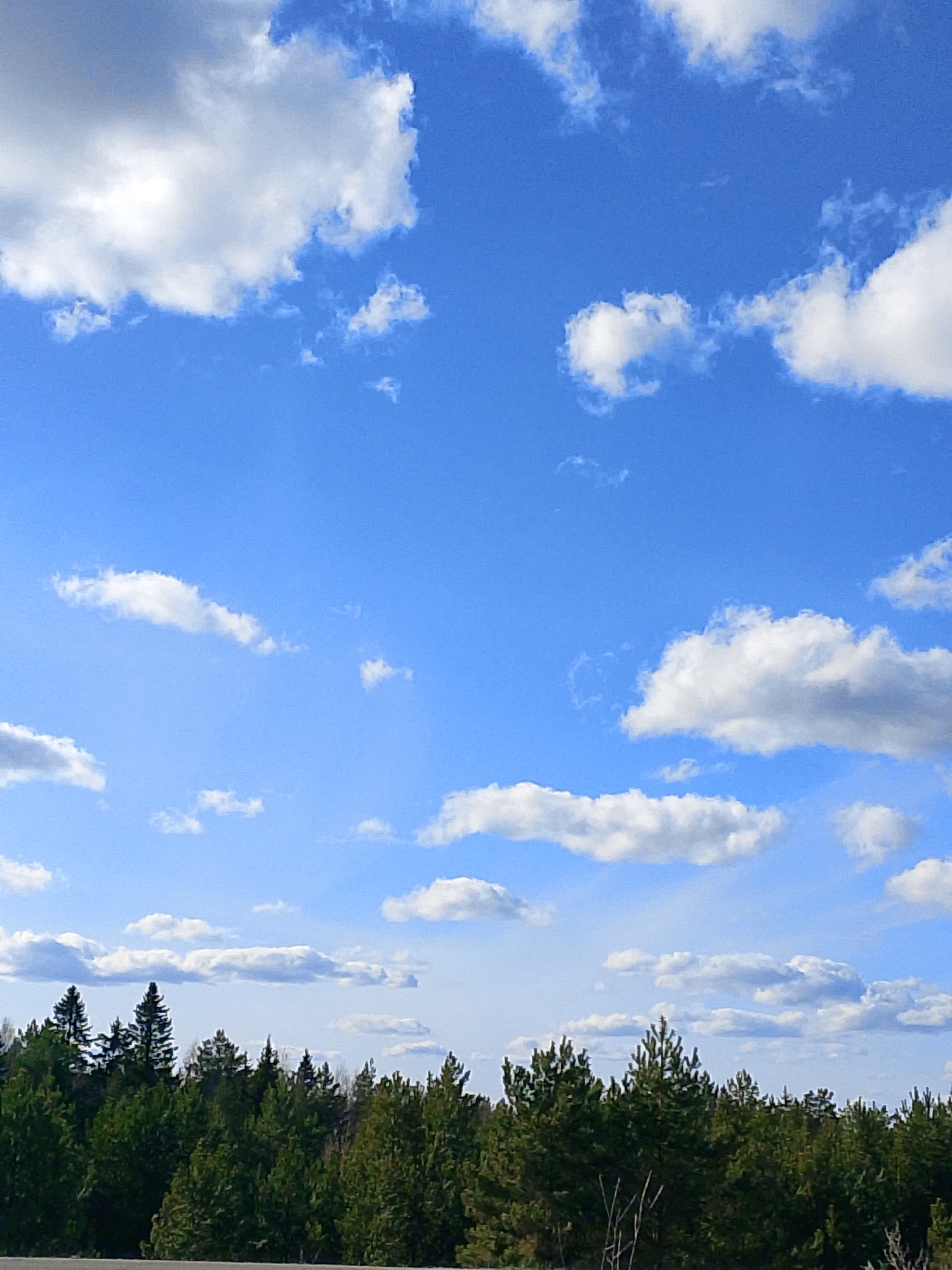 The image shows a bright blue sky with scattered cumulus clouds above a line of trees. The trees are a mix of evergreens and deciduous trees, suggesting a forest or park setting. The location is Прикамский, Russia, based on information from the source data. There is no visible human presence in the frame.