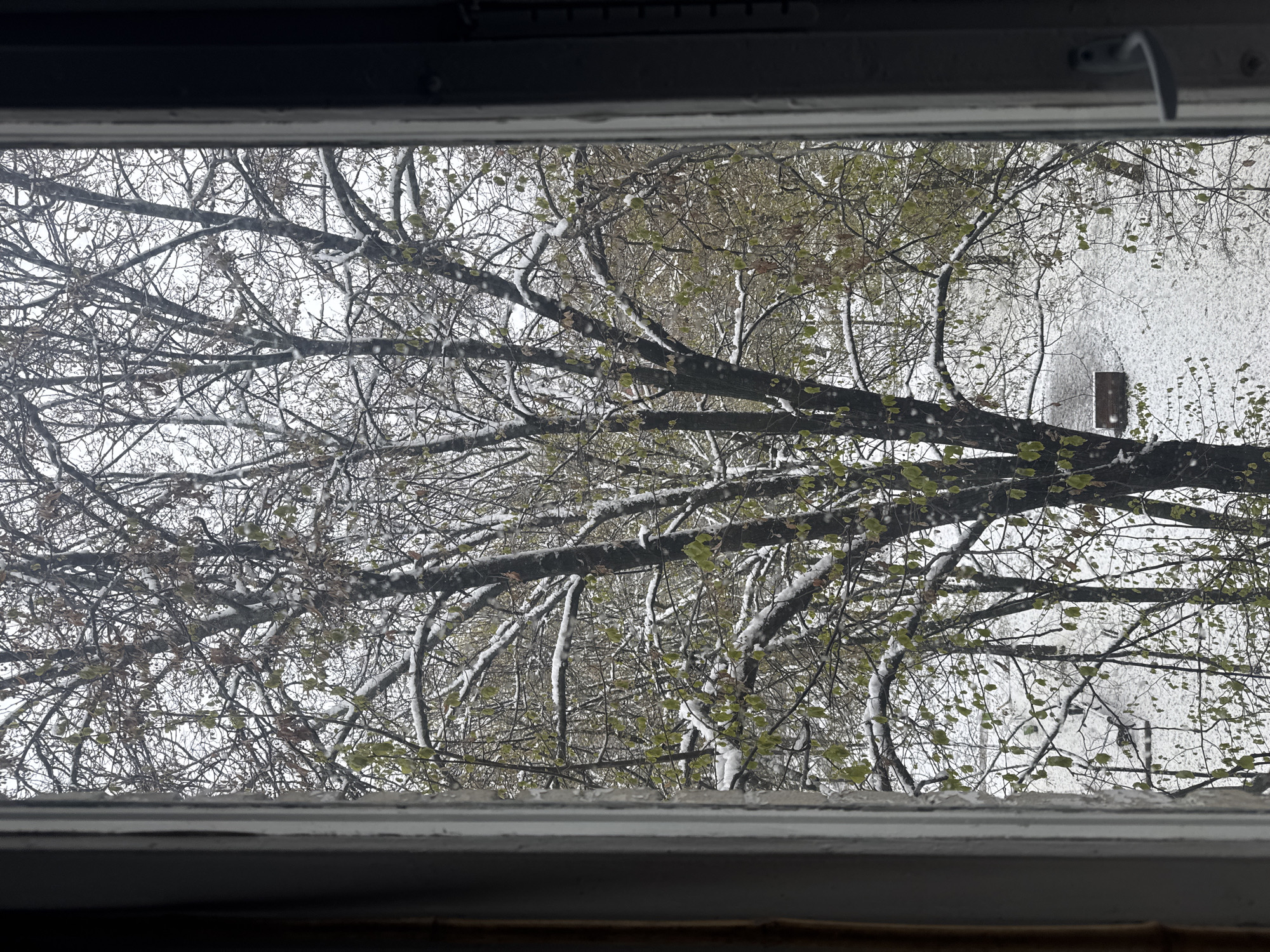The image is an eye-level view seen through a window of a scene outside. It shows the branches of trees lightly covered with snow. Some of the branches still have sparse green leaves. Behind the trees is a building with a white, textured exterior wall. There is a small, brown rectangular object mounted on the wall. Based on the sparse foliage and the presence of snow, the season is likely late autumn or early spring. The location is suggested to be Moscow, Russia.