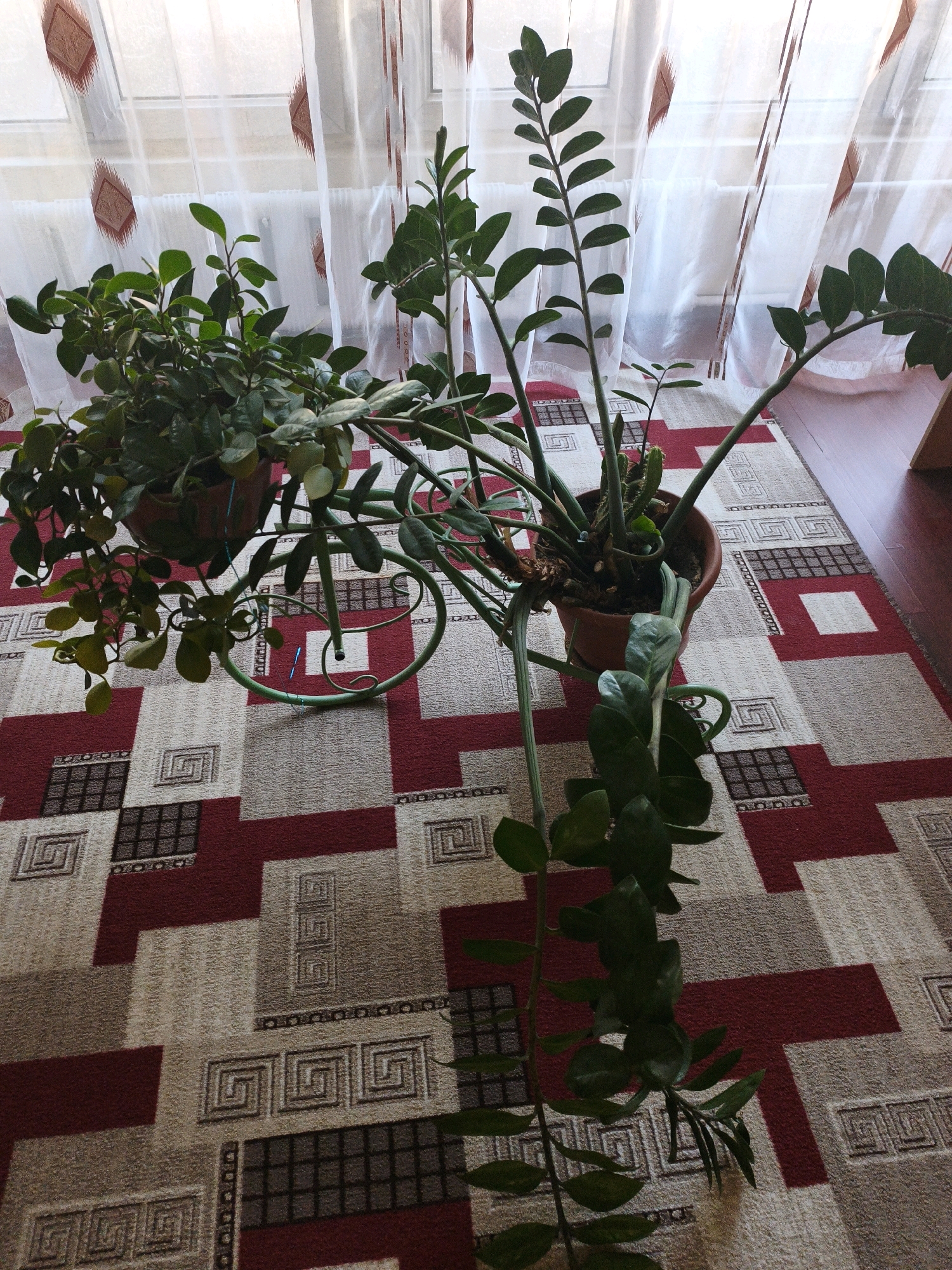 The image depicts two potted houseplants placed on a patterned carpet in front of a window covered by sheer curtains. The plant on the left has dense, dark green foliage, while the plant on the right has larger, waxy leaves and a tall, upright stem with some drooping branches. Both plants are in terracotta-colored pots. The plant on the left is suspended from a green metal stand with a circular base and decorative scrollwork, resembling a bicycle frame. The carpet features a geometric pattern with large rectangular blocks of red, beige, and a darker brown, interspersed with smaller square patterns and Greek key motifs. The window has white sheer curtains with a repeating diamond pattern in a reddish-brown color. The flooring visible to the right of the carpet is a dark red hardwood. The scene suggests an indoor setting, likely a room in a residential or commercial space. There are no people visible in the image. The lighting appears to be natural light coming from the window. This specific location in Almaty, Kazakhstan cannot be determined from the image alone.