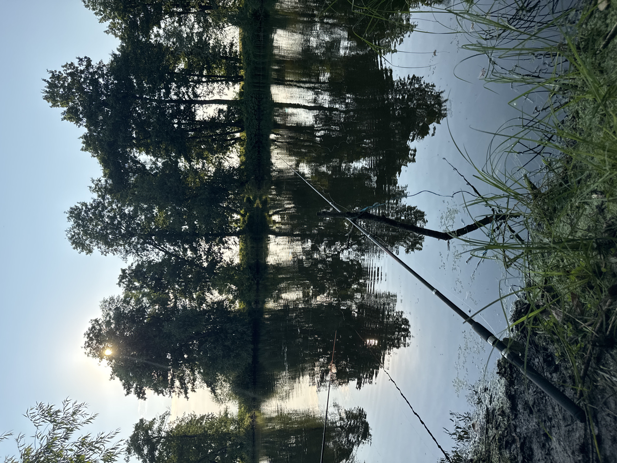 The image depicts a serene, natural scene by a body of water, likely a river or lake, in Борискино, Russia. The perspective is from the water's edge, looking out towards a line of trees reflected in the still water. The sun is low in the sky, casting a soft glow and creating bright highlights on the water's surface, suggesting it is either early morning or late afternoon. The sky is a clear, pale blue.
The primary subjects are the trees lining the far bank, their dense foliage a dark silhouette against the sky and their reflections creating a mirrored image on the water. Two fishing rods are prominently featured in the foreground, angled towards the water, indicating that fishing is the activity taking place. One rod is closer to the viewer and appears to be resting on the bank or a support. The bank itself is covered in lush green grass and other aquatic vegetation, adding to the natural setting.
Notable details include the calm water, which allows for a clear reflection of the trees and sky. The sunlight filtering through the leaves of some trees and reflecting off the water adds a peaceful and tranquil mood to the scene. The overall impression is one of quiet solitude and connection with nature. There is no visible text in the image.