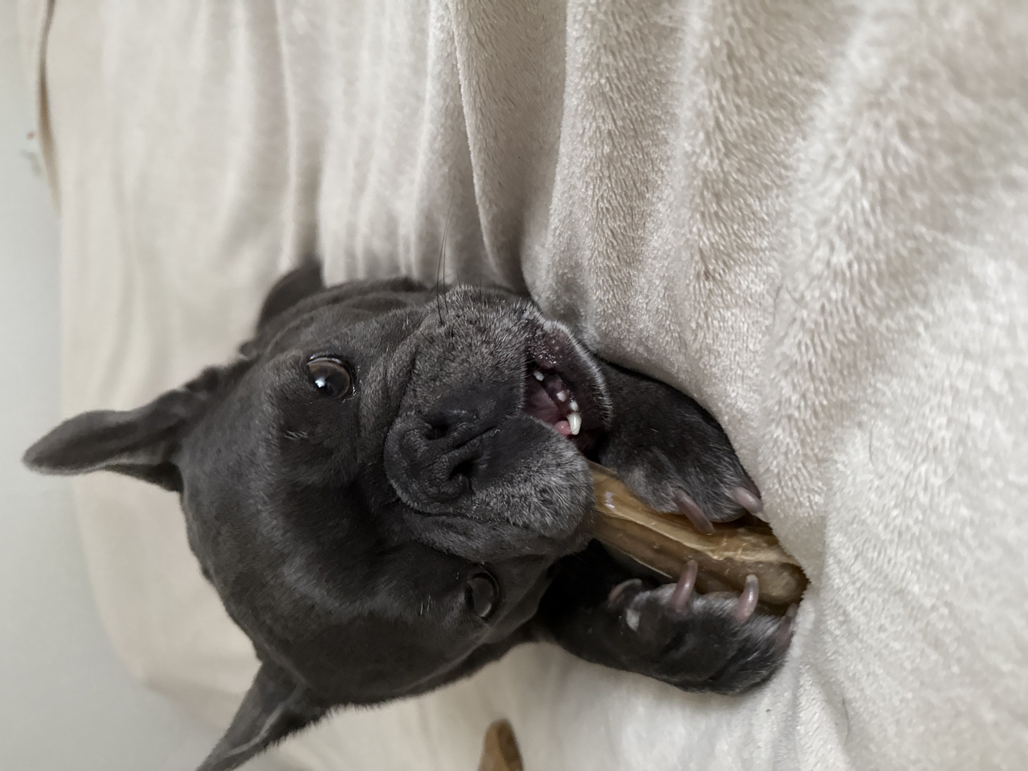A grey French bulldog is lying on a light-colored, plush blanket and chewing on a bone. The dog's head is turned towards the viewer, with its mouth open and teeth visible as it grips the bone. Its ears are perked up, and its eyes are looking forward. The background is a soft, out-of-focus blanket. There is no indication of the city of Bad Sachsa, Germany in the image.