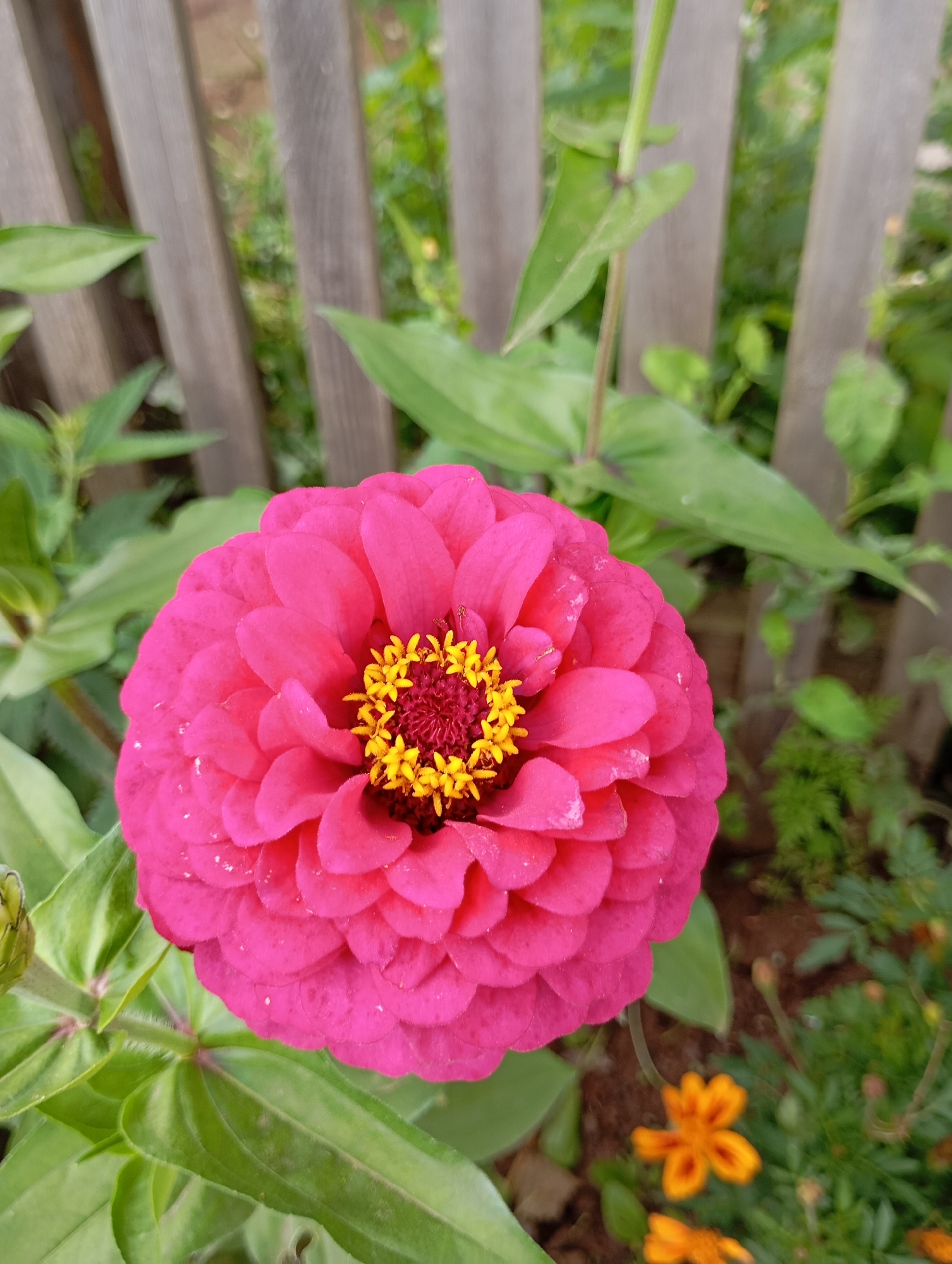 A vibrant pink zinnia flower with a yellow center is the primary focus of this image. The flower is in full bloom and is surrounded by lush green leaves. In the background, a weathered wooden fence can be seen, with vertical planks of varying shades of brown. Beyond the fence, there is greenery and hints of other small orange flowers. The scene appears to be an outdoor garden setting, possibly in a residential area. There is no specific information about the location in the city of Фоки, Russia, that can be derived from the image itself. The lighting suggests it is daytime.