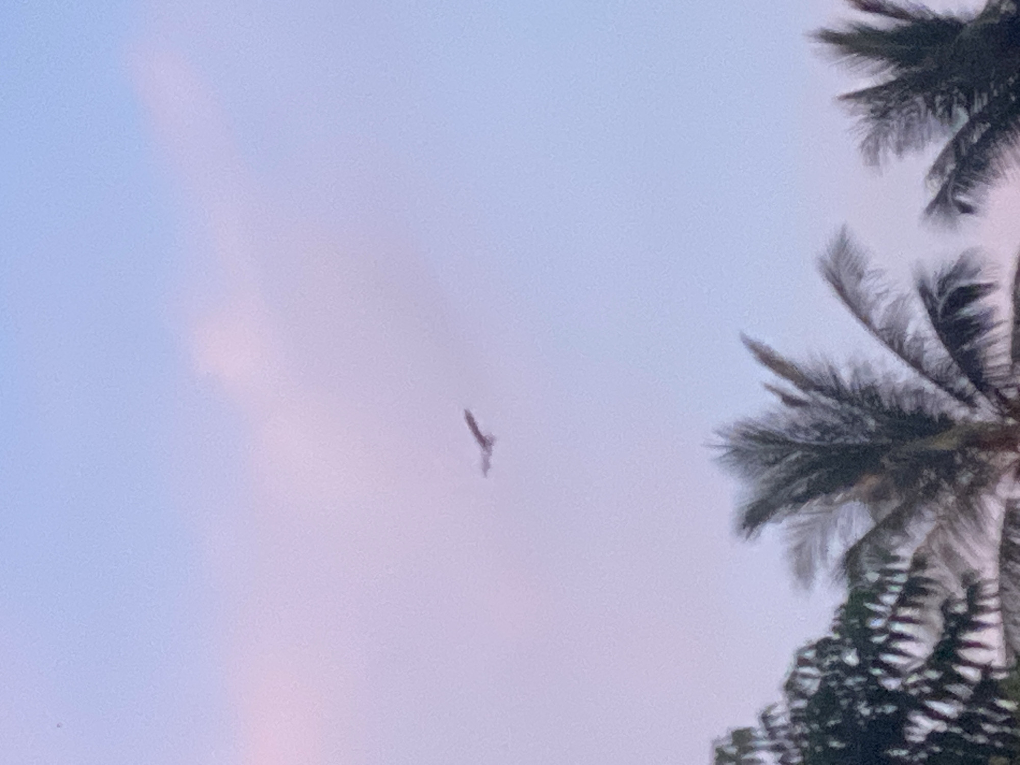 The image shows a blurred view of a sky with a pink and blue gradient, likely during sunrise or sunset. In the right corner are blurred silhouettes of palm tree leaves. A dark, undefined object is visible in the center of the sky, potentially a bird or a piece of debris. The location is Baan Kai, Thailand.