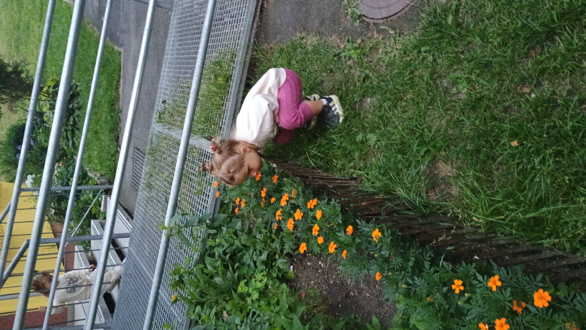 In Sokolov, Czechia, a young child with blonde hair tied in two buns is crouching down in a garden bed filled with vibrant orange marigolds. The child, wearing a light-colored long-sleeved shirt and pink leggings, is leaning forward to smell the flowers. They are also wearing dark sneakers with white accents. Behind the child, a metal ramp with metal railings leads up to a building with a yellow facade. The area surrounding the garden bed is covered in green grass, and a rustic wooden fence borders the flower bed.