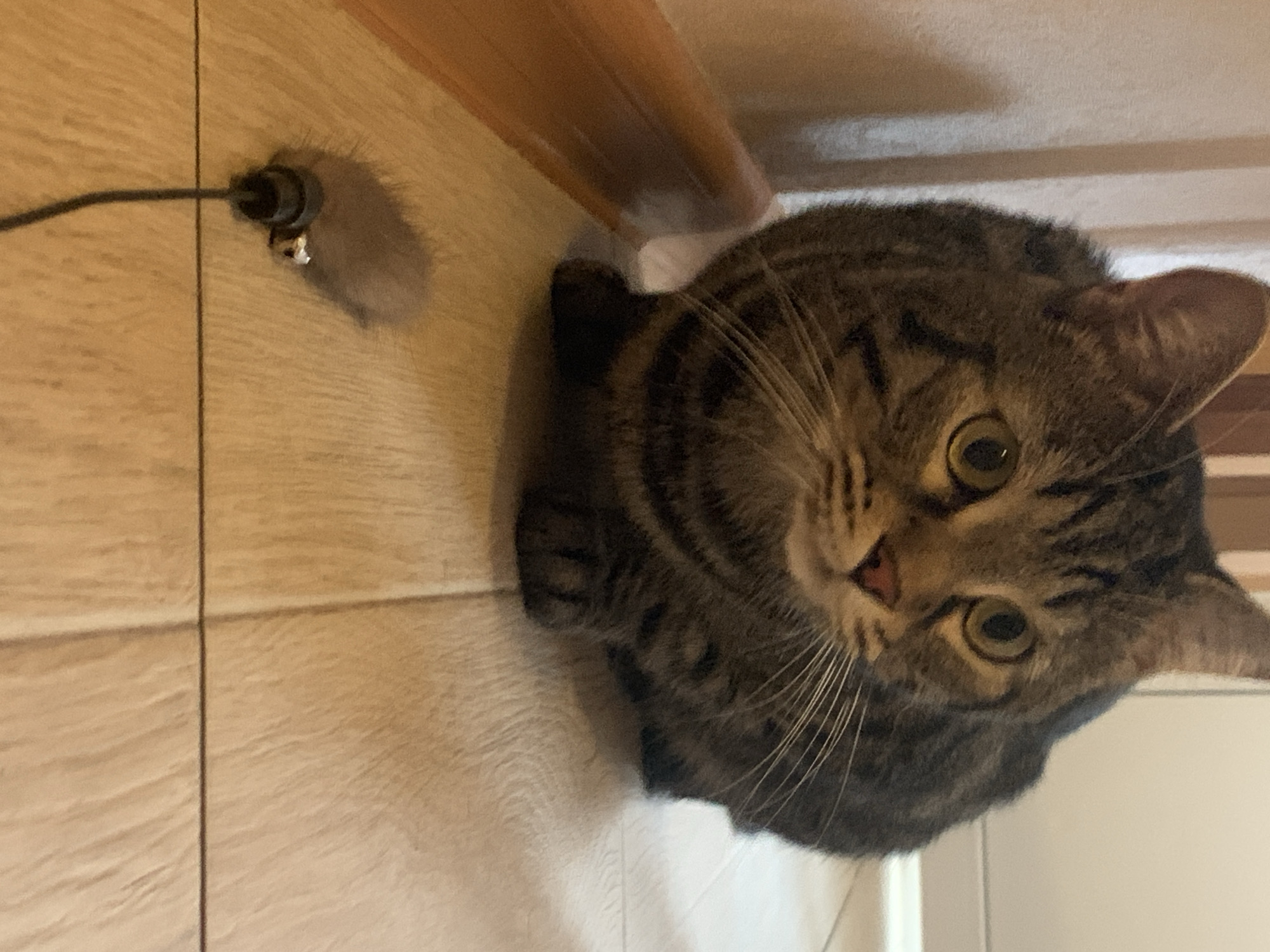 A tabby cat sits on a light-colored floor, its gaze directed towards a small, furry toy mouse with a black cord and a silver bell. The cat is in focus, with its front paws resting on the floor. The background is softly blurred, showing a light-colored wall and a wooden baseboard. The lighting is natural, casting soft shadows. The toy mouse is out of focus, positioned in the foreground of the image.