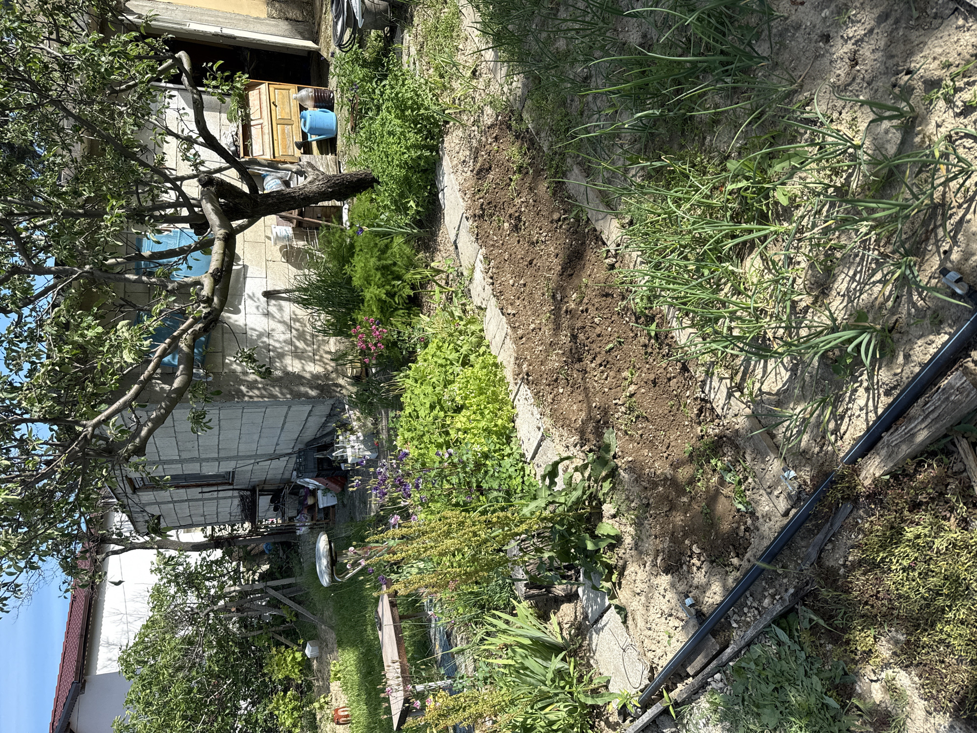 The image depicts a garden in Varna, Bulgaria. A narrow plot of tilled soil is bordered by stone edging. To the right, a patch of leafy green plants, possibly onions or chives, is visible. A black irrigation pipe runs along the edge of the cultivated area. Various other plants and flowers are scattered throughout the garden. In the background, a modest building constructed of concrete blocks is partially obscured by a tree with dense foliage. A wooden cabinet stands near the building's entrance. The overall environment appears to be a residential backyard or garden area.