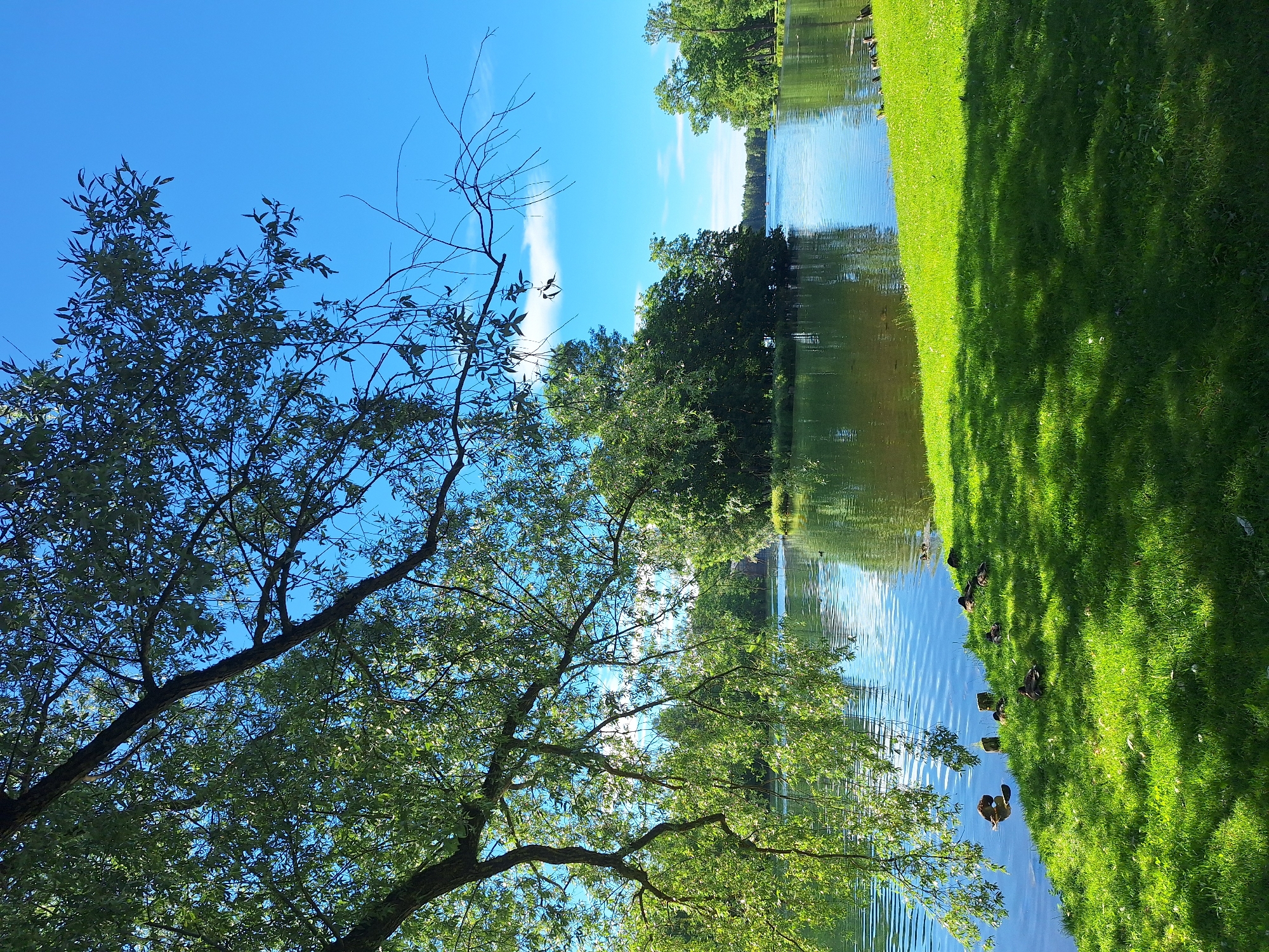 This image depicts a scenic view of a body of water, likely a lake or river, on a clear day. The foreground features a lush green grassy bank with several ducks resting or swimming near the water's edge. A large tree with green foliage branches out from the left side of the frame, casting dappled shadows on the grass. In the middle ground, there is a small, tree-covered island situated in the water. The background shows more trees and the horizon under a bright blue sky with a few wispy clouds. This view is consistent with locations within the Gatchina, Russia, park complex, specifically near the Gatchina Palace's water bodies. There are no people visible in the image.