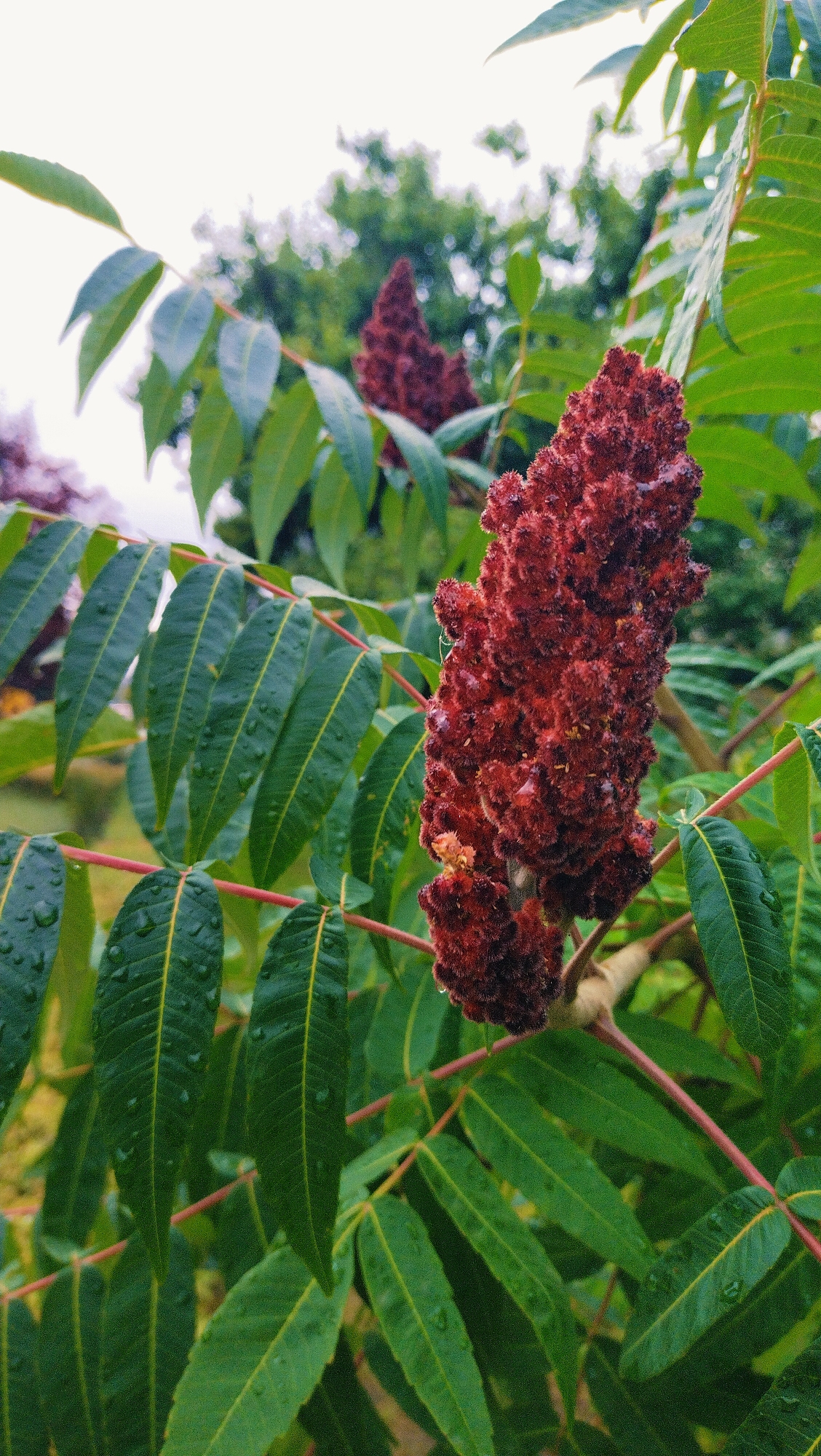 In the city of Horishni Plavni, Ukraine, a close-up, eye-level shot captures a cluster of vibrant red staghorn sumac cones. The cones are the focal point, with their fuzzy, velvety texture and deep crimson hue, some showing tiny droplets of water, indicating recent rainfall. They are attached to a branch with reddish-pink stems, surrounded by lush, dark green compound leaves. Each leaf is elongated and serrated, with visible veins and some exhibiting water droplets as well. The background is softly blurred, showcasing more greenery and the indistinct shapes of other sumac cones, suggesting a natural outdoor setting, possibly a park or garden. The overall lighting is soft and diffused, hinting at an overcast day. There are no people or animals present in the scene.