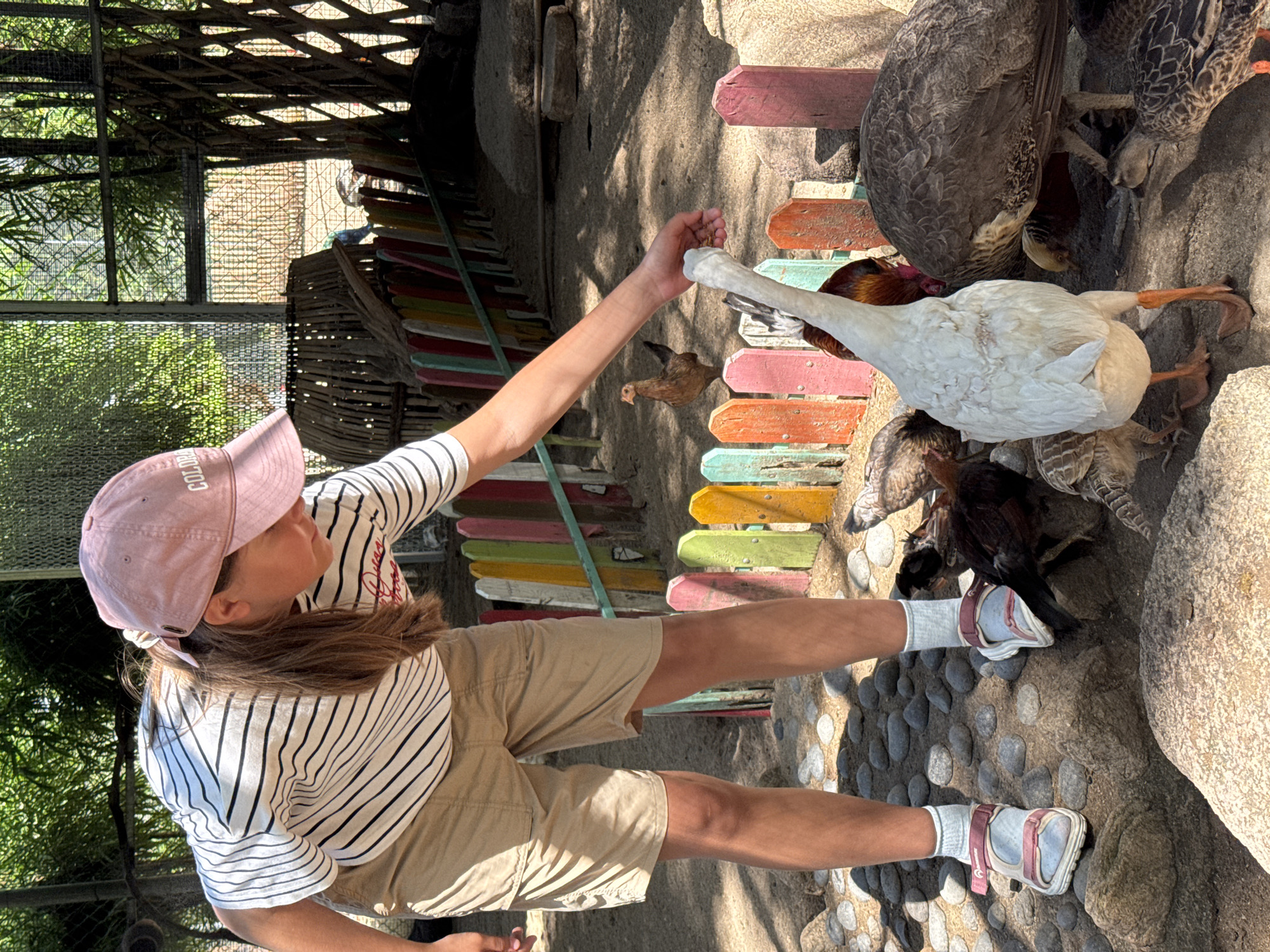 In Hoa Thang, Vietnam, an outdoor scene depicts a young girl feeding various birds. The girl, positioned centrally, is leaning forward with her right arm extended, holding food in her open hand. She wears a white and black striped short-sleeved shirt, tan shorts, a pink baseball cap with "COLO" visible on the front, light-colored socks, and light-pink-strapped sandals. Her long brown hair falls over her right shoulder. Surrounding her are multiple fowl: a prominent white goose in the foreground, facing away from the camera and towards her hand; several brown and dark-feathered chickens pecking near her feet and in the mid-ground; a large, dark-patterned bird, possibly a turkey or peahen, partially obscured to the right of the goose; and smaller ducks with mottled brown feathers near the larger birds. A small chick or duckling is also visible near the goose's left foot. The ground beneath them is a mixture of packed dirt, sand, and smooth, grey-brown rocks forming an uneven path. In the mid-ground, a low, colorful wooden picket fence with vertical slats painted in shades of pink, green, yellow, red, light blue, and orange separates the immediate area from the background. Beyond the fence, an enclosure features a woven wooden barrel-like structure on the left and a wire mesh fence with dense green foliage and tall, thin bamboo-like trees visible through it on the right, all illuminated by bright sunlight.