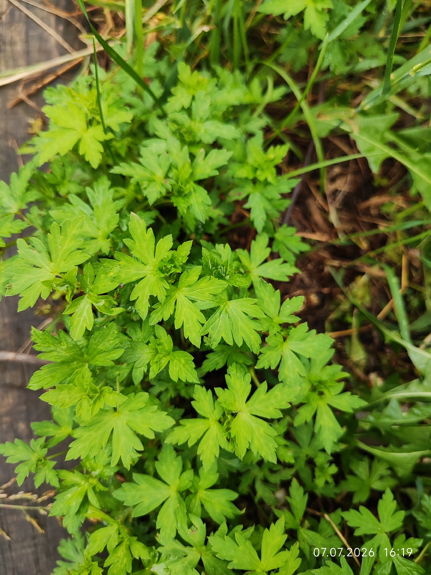 In Konovalovo, Russia, a close-up, top-down view reveals a cluster of vibrant green plants with compound leaves, some of which are deeply lobed. The foliage is dense, creating a lush texture, with individual leaves ranging from palmate to more dissected forms. In the background, the scene transitions to a mix of darker soil and dry, straw-colored plant debris, with glimpses of taller green grass blades intermingling. A portion of a weathered wooden surface is visible on the left side of the frame, appearing to be a rough-hewn plank or log. The lighting suggests an outdoor, possibly overcast, environment. In the lower right corner, a timestamp is superimposed: "07.07.2026 16:19".