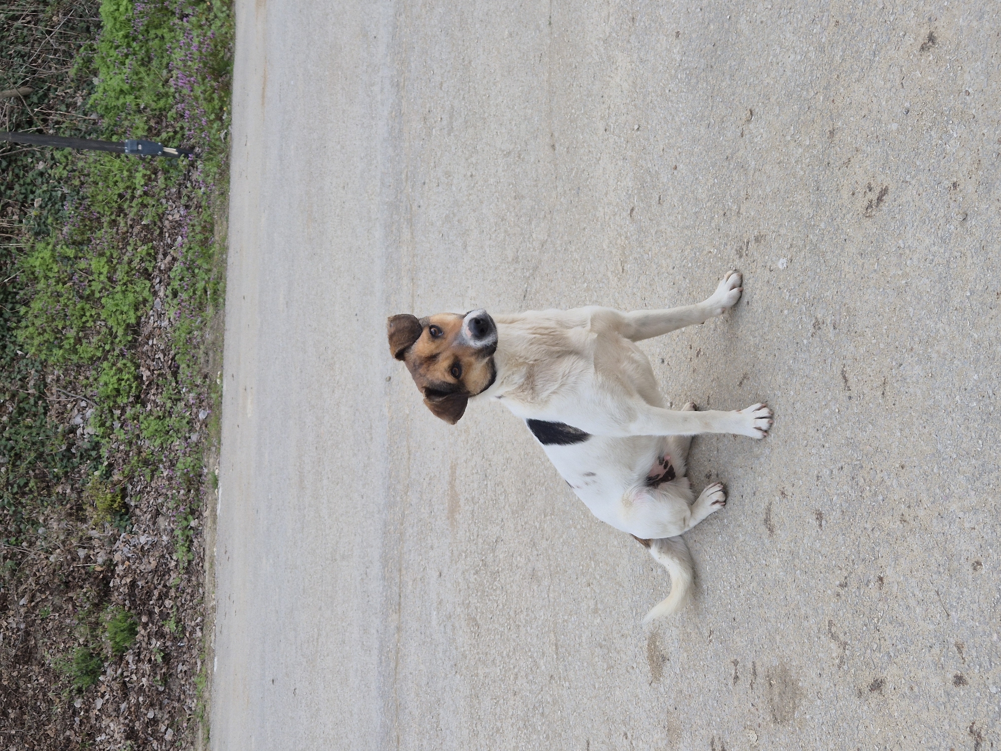 A medium-sized, predominantly white dog with brown and black markings is sitting on a concrete surface. The dog's head is brown and black, its body is white with black patches, and its tail is white. The dog is positioned at an angle, looking towards the upper center of the frame. To the left of the concrete surface is a strip of green vegetation and bare earth. A black pole is partially visible in the upper left corner. The location is likely a pathway or road edge. The context of Varna, Bulgaria, is not directly discernible from the image.