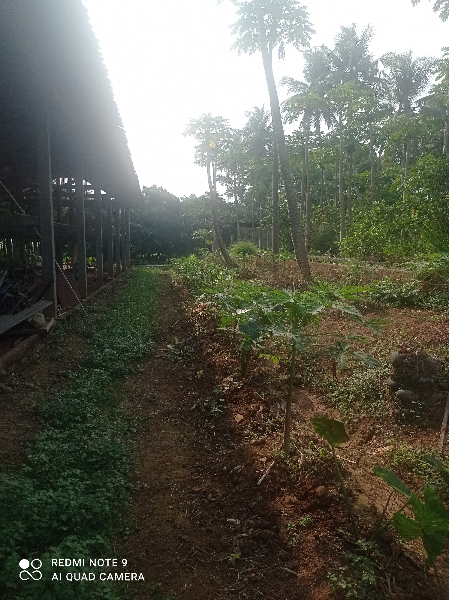 A dirt path, bordered by lush green foliage on the left and a cultivated garden on the right, leads into a lush tropical environment in Penaruban, Indonesia. The path is lined with young papaya plants and other vegetation, with mature palm trees and dense foliage forming a backdrop. To the left, an open-air structure with a corrugated roof and wooden supports stands, suggesting agricultural or storage use. The lighting suggests it is daytime, possibly late afternoon, with sunlight filtering through the trees and creating a soft glow. No individuals are present in the image.