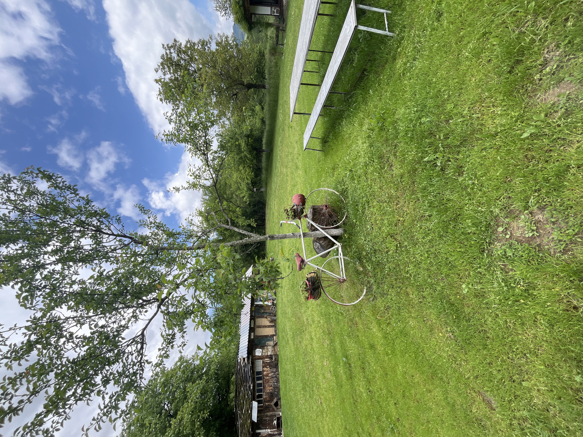 The image depicts a grassy lawn in Shopite, Bulgaria. A decorative white bicycle adorned with red accents rests near a tree. The tree's branches extend across the upper left portion of the image, partially obscuring a blue sky with scattered white clouds. Behind the bicycle, a small wooden building with a corrugated metal roof is visible. In the upper right corner, a set of benches is placed on the lawn. The grass appears well-maintained, suggesting a residential or recreational area.