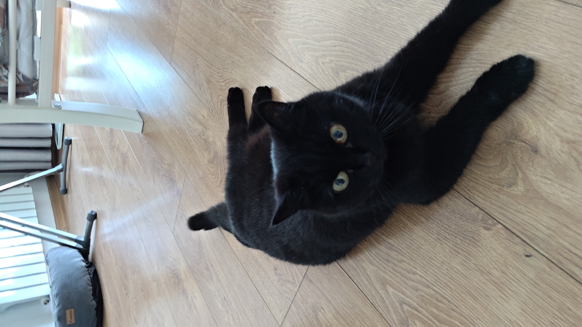 A black cat with green eyes is lying on a wooden floor. The cat is facing the camera with its body stretched out. In the background, there is a gray pet bed, a white radiator, and a white table. The floor is light brown with a wood grain pattern. The lighting in the room is bright, suggesting it is daytime. The location of this scene is not discernible from the image and cannot be identified as Irkutsk, Russia.