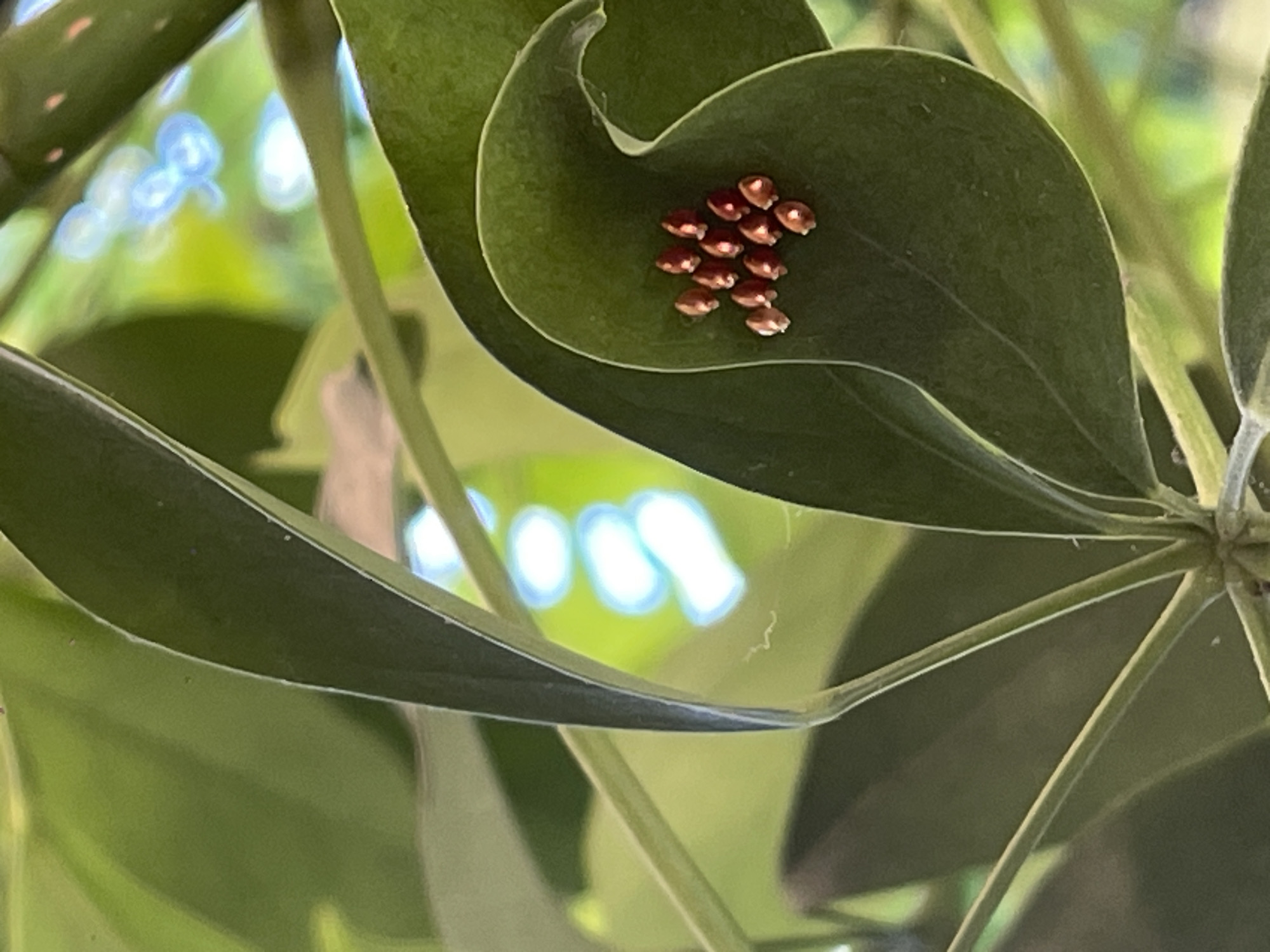 A cluster of roughly a dozen small, reddish-brown, oval-shaped eggs is visible on the underside of a vibrant green leaf. The eggs are arranged in a somewhat irregular pattern. The leaf itself is curved, forming a shallow cup that cradles the eggs. The background is a blur of green foliage and out-of-focus bright lights, suggesting an outdoor or semi-outdoor setting. There is no indication of human presence or specific location within Đà Nẵng, Vietnam.