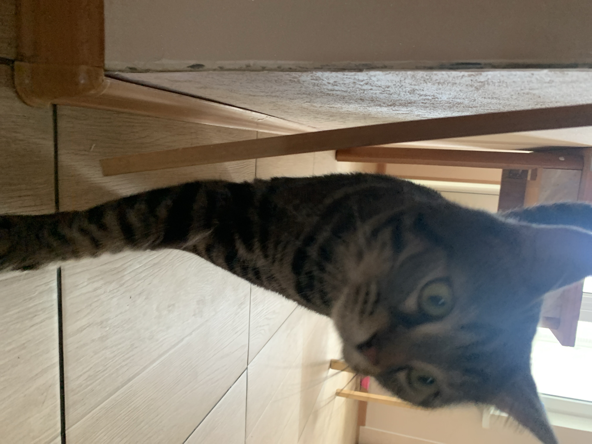 The image is an upside-down, close-up, eye-level shot of a tabby cat's face and paw. The cat is looking directly at the camera with wide, green eyes and its mouth is slightly open, revealing a pink tongue. The cat's fur is a mix of grey and black stripes. Part of its body and tail are visible, also showing the striped pattern. The cat appears to be on a light-colored wooden floor, and in the background, there are glimpses of wooden furniture and possibly a window. The lighting suggests it is daytime. The cat's expression is alert and curious.