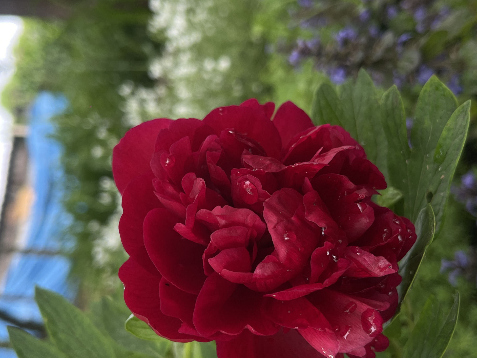 A close-up photograph features a large, red flower, possibly a peony, in full bloom. The flower is the primary subject, occupying a significant portion of the frame, and appears to have water droplets on its petals. Green leaves surround the flower, providing a backdrop and adding contrast to the red petals. The background is blurred, showing indistinct shapes and colors suggestive of foliage and potentially other flowers. The image captures a natural setting, likely a garden or outdoor space. The location of Novopokrovskaya, Russia is not discernible from the visual content of the image.