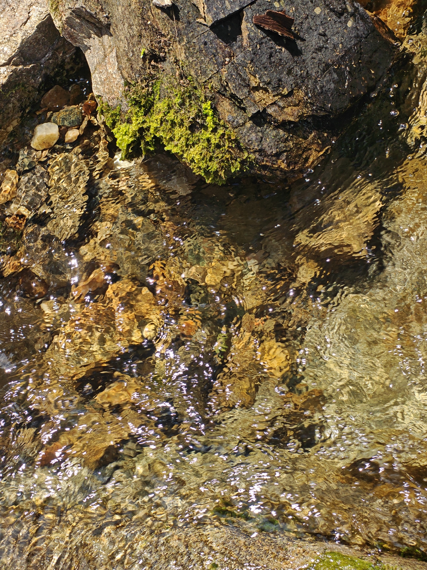 This detailed, forensic description is based on the provided image, taken in Ivaylovgrad, Bulgaria.
The image presents a close-up, high-angle view of a shallow, clear freshwater stream flowing over a rocky bed, bordered by a moss-covered rocky bank. The scene is illuminated by direct sunlight, creating numerous bright, fragmented specular reflections on the rippled water surface.
In the upper-left quadrant, a prominent dark grey to brown rock formation forms a bank, featuring a small, dark crevice or overhang. Bright green, vibrant moss densely covers sections of these rocks, particularly along the water's edge and higher on the bank. Beneath the water, near this bank, several smooth, light-colored pebbles are visible.
The upper-right quadrant reveals another section of the dark, textured rocky bank. A piece of dry, reddish-brown bark or wood is lodged on its surface. Small, spherical water droplets or splashes are observed suspended in the air or clinging to the rock face, indicating active water movement.
The majority of the image is dominated by the clear, shallow water, which reveals the streambed beneath. The streambed consists of an assortment of rounded rocks and pebbles, varying in size and color from light brown and tan to darker grey and reddish hues. The water's surface is actively rippled, distorting the appearance of the submerged rocks and reflecting light. Numerous bright, shimmering highlights from sunlight are scattered across the water, particularly dense in the central and lower portions of the frame. Small air bubbles are also present within the water, visible against the submerged rocks and within the current.
No people, animals, or artificial structures are visible in the scene. The environment is natural and undisturbed, characterized by the interplay of rock, water, and vegetation under natural light conditions.