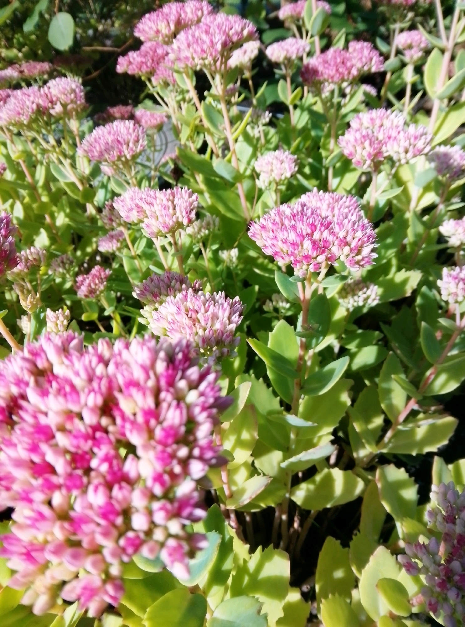 A cluster of blooming stonecrop plants, with their characteristic pinkish-red flower heads and succulent green leaves, is captured in a close-up, low-angle shot. The flowers are the primary focus, with a large, detailed bloom in the foreground that is slightly out of focus. Multiple smaller flower clusters and individual buds are visible throughout the frame, creating a dense, textured effect. The background consists of more stonecrop foliage and some darker, out-of-focus greenery, suggesting an outdoor setting. The lighting suggests it is daytime, with sunlight casting shadows on the leaves. The image does not contain any people or discernible man-made structures. The specific location within Hamburg, Germany, cannot be determined from the visual information provided.