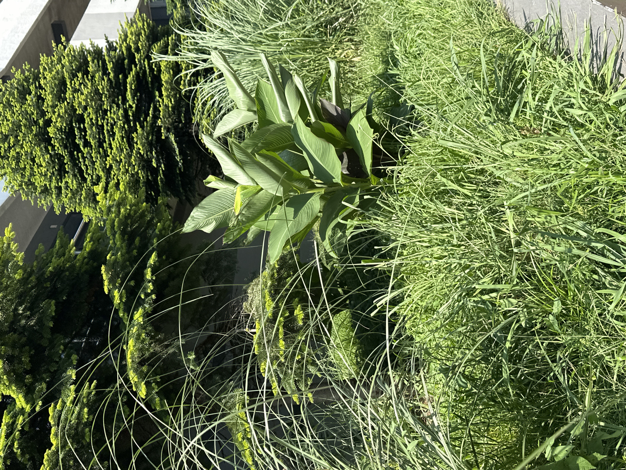 The image depicts a lush green garden scene, likely in Sochi, Russia, with a variety of plants and trees. In the foreground, tall, thin blades of grass sway gently, some arching over a paved walkway visible on the right. Behind the grass, a large plant with broad, tropical-looking leaves stands prominently. Further back, two evergreen trees with dense foliage are visible, and a portion of a modern building with grey and white panels can be seen above the trees. The lighting suggests it is daytime, with sunlight casting shadows on the ground and highlighting the vibrant greens of the vegetation. There are no people or animals visible in the frame.