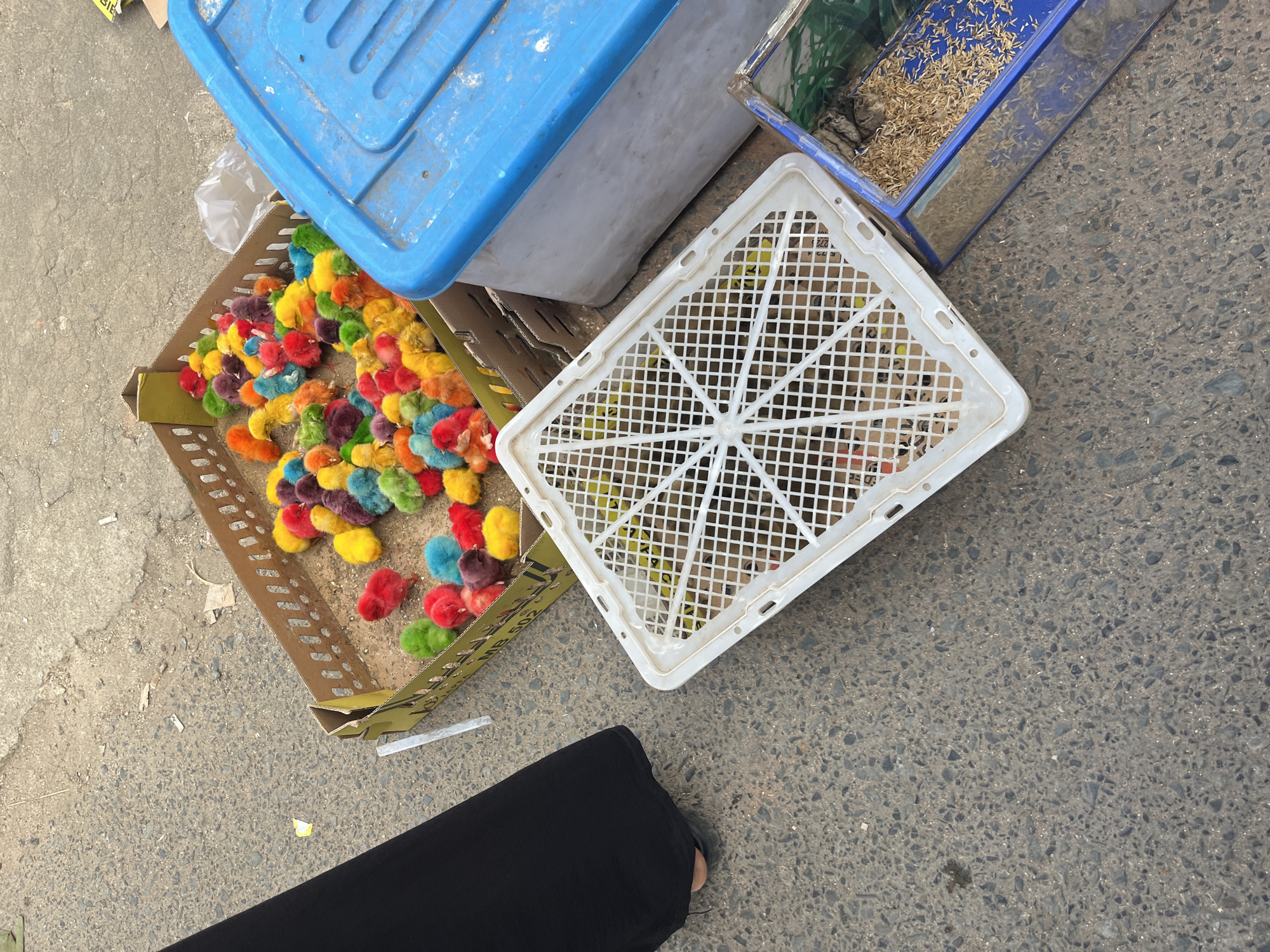 A group of brightly dyed chicks are in a cardboard box on a street in Kemuning, Indonesia. The chicks are a variety of colors including red, yellow, blue, green, and purple. A person's legs, clad in a long black skirt, are visible on the left side of the image. Next to the box of chicks is a white plastic crate, and further to the right, a blue storage container and a small blue tank filled with straw and some small birds. The ground is paved with asphalt and appears somewhat worn.