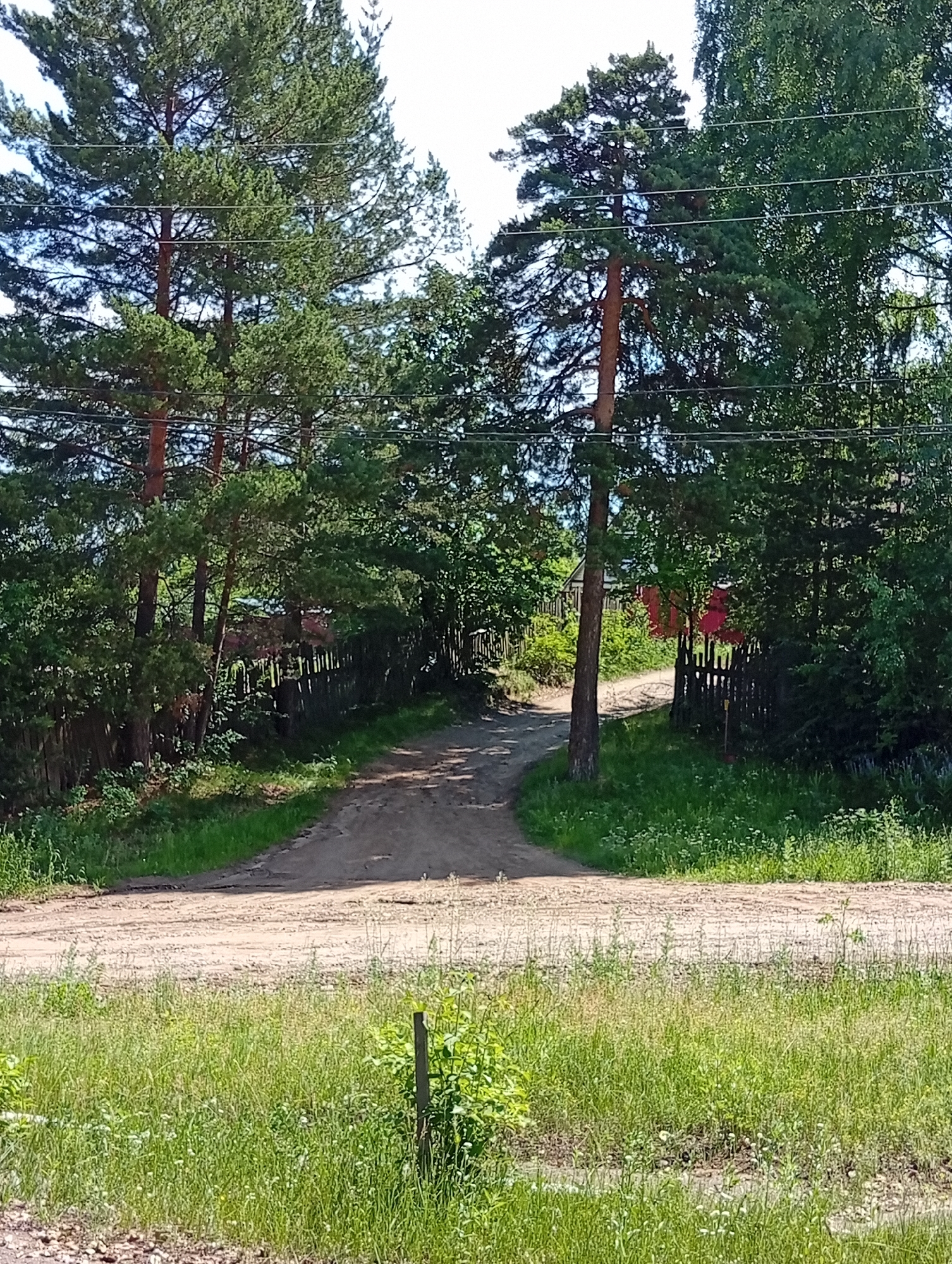 The image depicts a dirt road winding through a wooded area, likely in or near Novoilinsky, Russia. Tall pine trees with visible power lines running between them dominate the left side of the frame. A rustic wooden fence runs along the right side of the road, partially obscured by dense foliage and trees. A small red structure is visible in the background through the trees, beyond the fence. The foreground is filled with tall, green grass and wildflowers. The scene appears to be a rural or semi-rural setting under a bright, clear sky. There are no people or animals visible in the image.