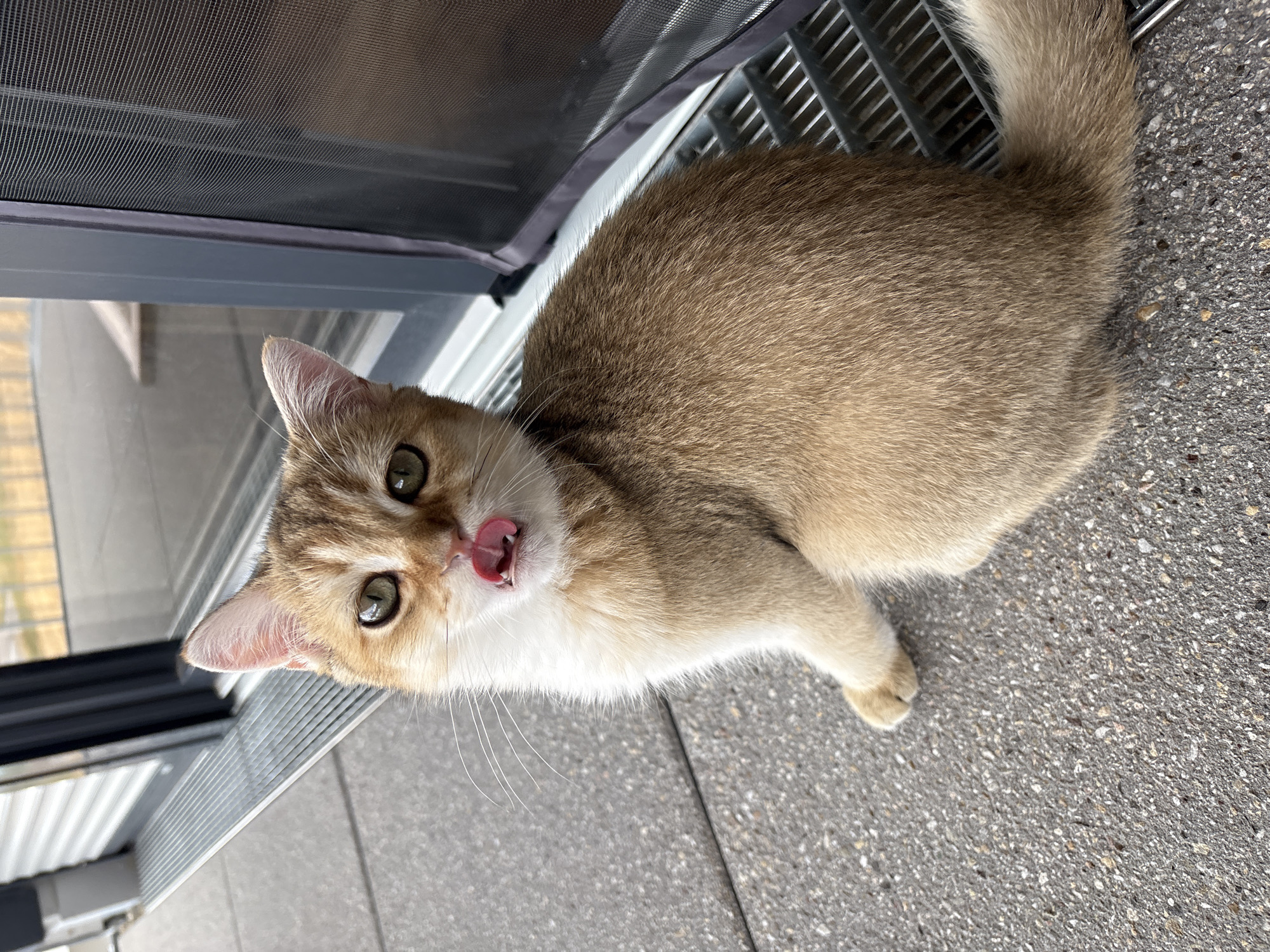 A medium shot, eye-level, outdoor, vertical, natural light photograph shows a golden-brown cat with green eyes sitting on a grey concrete surface. The cat is facing the camera and has its tongue sticking out, appearing to lick its lips. Its ears are perked up, and its tail is visible to the right. The cat is sitting in front of a metallic grate and a dark-colored screen door. In the background, a sliding glass door reflects a slightly out-of-focus outdoor environment. The scene is located on a sidewalk or patio area, possibly at a residential building, in the city of Bönnigheim, Germany.