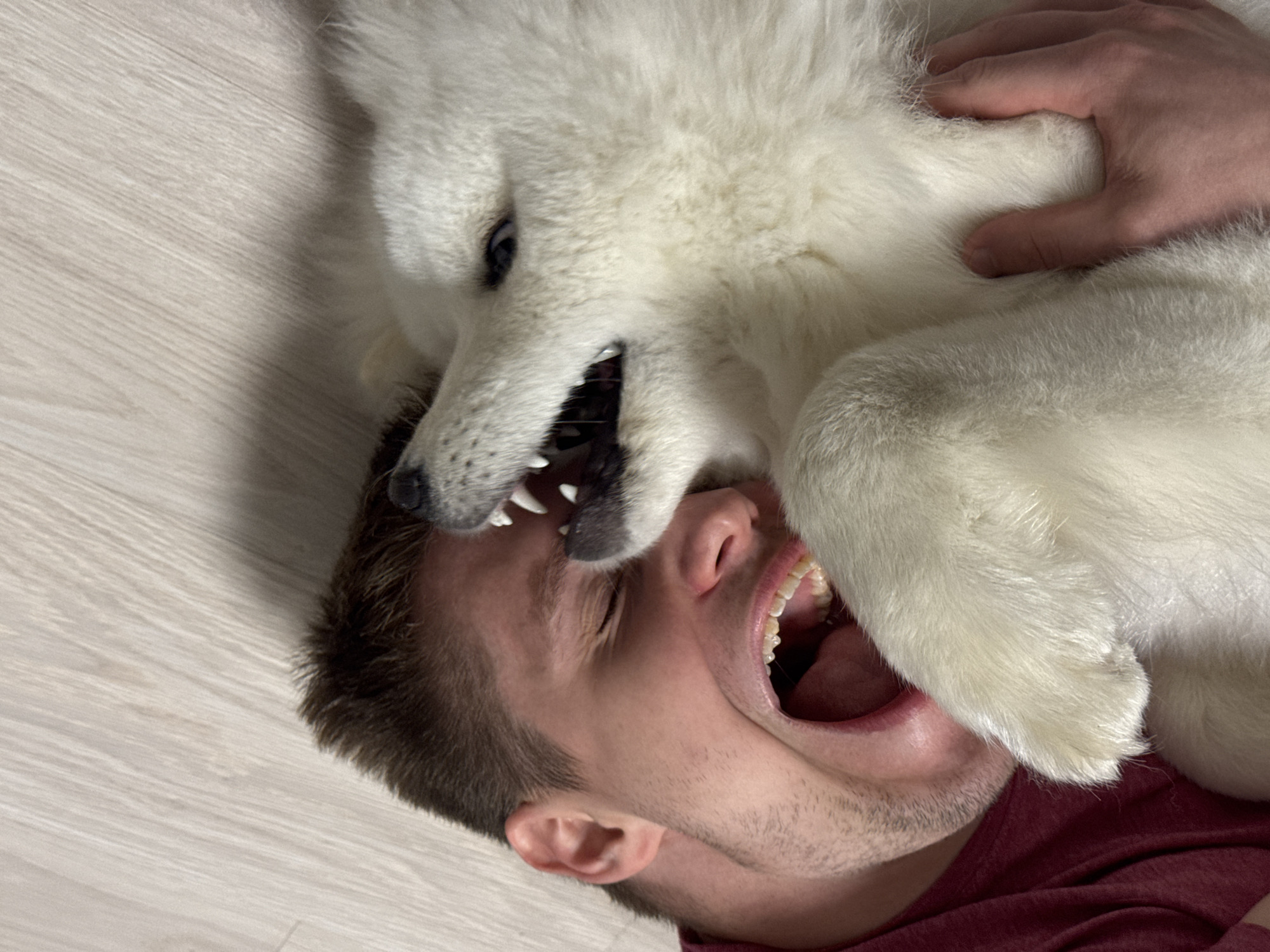 This is a close-up, high-angle shot of a man and a white dog in what appears to be an indoor setting. The man, lying on his back on a light-colored wooden floor, has his eyes closed and his mouth open in a wide scream or laugh. A white dog, likely a Samoyed or similar breed, is positioned over the man's face, with its mouth open and teeth bared as if playfully nipping or biting at the man's cheek and mouth. The dog's paw is resting on the man's chest. The man is wearing a dark red t-shirt. The overall impression is one of playful roughhousing between the man and his pet. The location is not discernible from the image itself, and it is not possible to determine if it is in the city of Chaikovsky, Russia.
