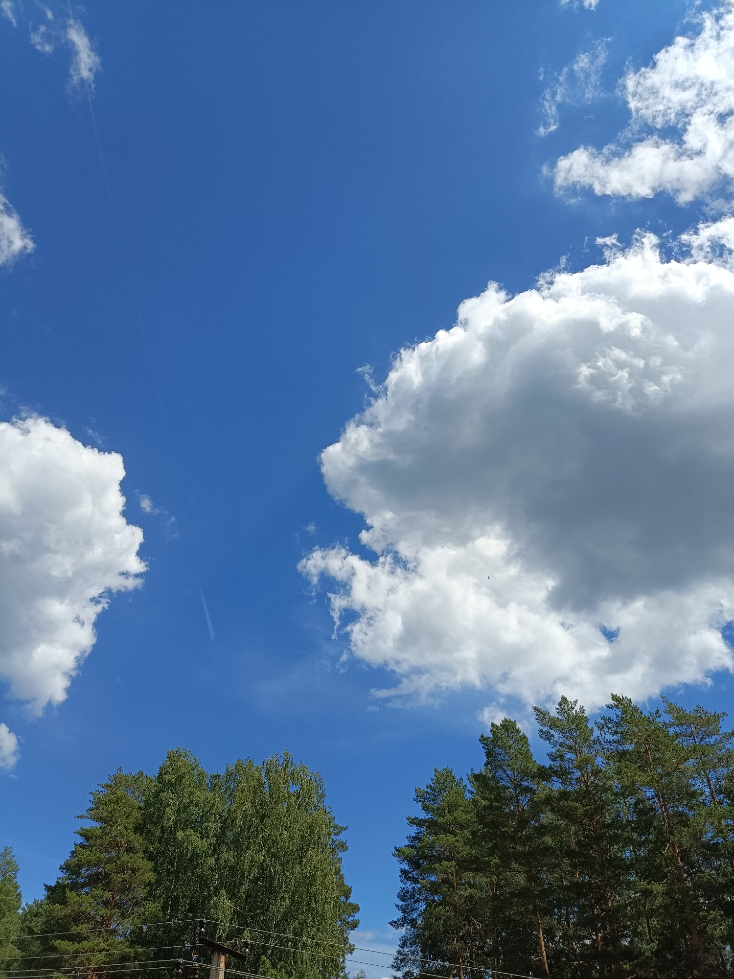 The image shows a view of the sky above trees in Noviy, Russia. The sky is a bright blue with scattered white cumulus clouds. In the foreground, the tops of several coniferous trees are visible, along with some deciduous trees. There are also some power lines and a utility pole visible at the bottom of the image, suggesting a semi-rural or suburban setting. The lighting indicates it is daytime, likely with a clear or partly cloudy sky.