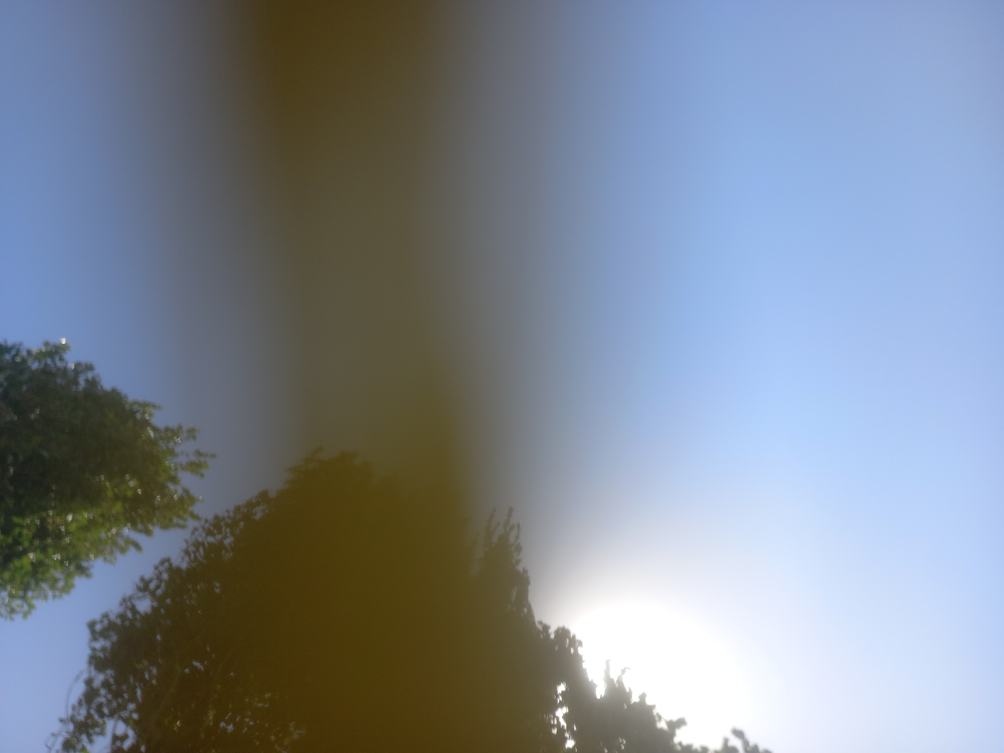 This image, likely taken in Bulungur, Uzbekistan, captures a low-angle view of tree foliage against a bright sky. The upper left portion of the frame is dominated by dark green leaves, appearing somewhat blurred. A bright, hazy light source, possibly the sun, is visible towards the bottom left, partially obscured by silhouetted branches and leaves, suggesting it is a sunny day. The sky transitions from a lighter, brighter hue near the sun to a clear blue towards the upper right. A significant portion of the image is covered by a yellow-brown, out-of-focus blur, which could be due to a lens flare, water droplets, or a different layer of foliage. No people or specific man-made structures are clearly identifiable, with the focus being on the natural elements of trees and sky. The overall impression is one of looking up through trees on a bright day, with an unusual visual artifact.