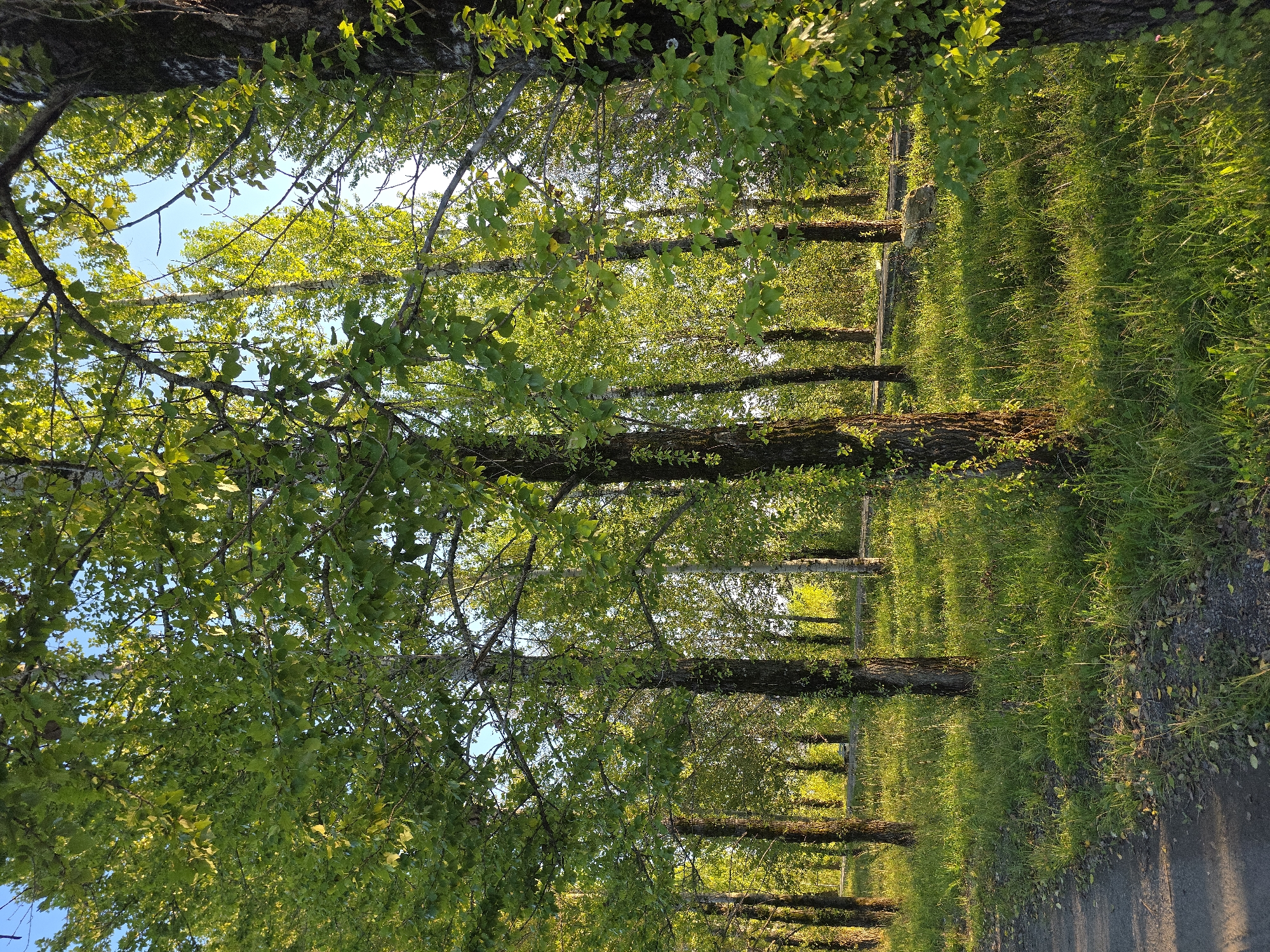 The image depicts a sun-dappled forest path in Magnitka, Russia. Tall trees with lush green leaves line a narrow, unpaved pathway that curves to the left. Sunlight filters through the canopy, casting long shadows on the grassy ground. In the background, more trees create a dense forest environment. The sky is clear and blue, suggesting a pleasant day. There are no people or animals visible in the scene. The overall impression is one of natural beauty and tranquility.