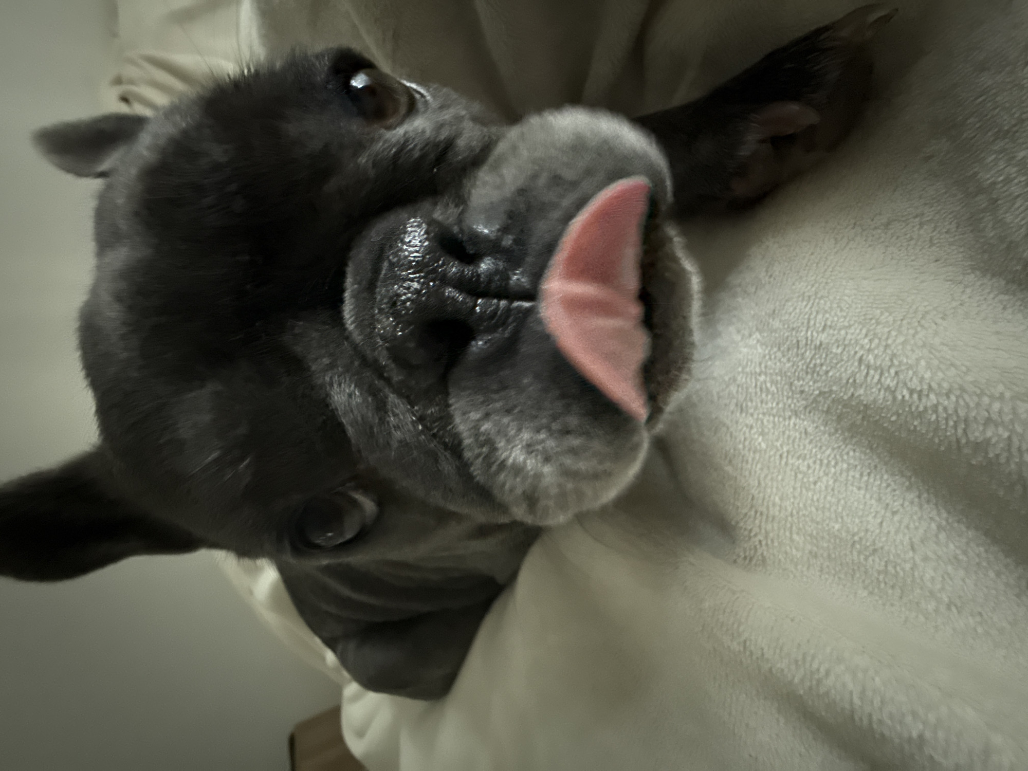 In Bad Sachsa, Germany, a close-up shot captures a French bulldog on a soft, light-colored blanket. The dog's face is central to the image, with its dark fur contrasting against the lighter background. Its tongue is partially extended, showing a pink tip. The dog's eyes are dark and appear to be looking towards the camera. The background is out of focus, but suggests an indoor setting with soft lighting, possibly a bedroom.