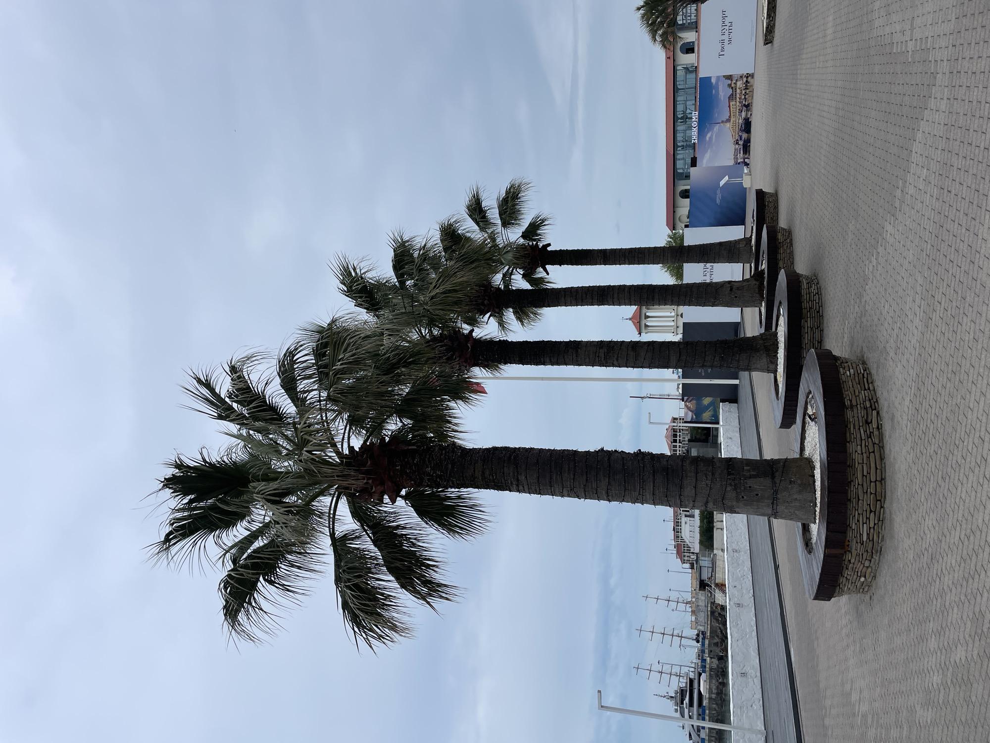 The image captures a row of three palm trees lining a paved promenade in Sochi, Russia. The trees are planted in circular, stone-lined beds. Behind the trees, there's a backdrop featuring building facades and large billboards with tourist-oriented imagery and text written in Russian. In the distance, a harbor with several masts of sailboats is visible. The sky is overcast, suggesting a somewhat muted or cloudy day. The scene lacks human presence, focusing on the urban landscaping and the scenic harbor view.