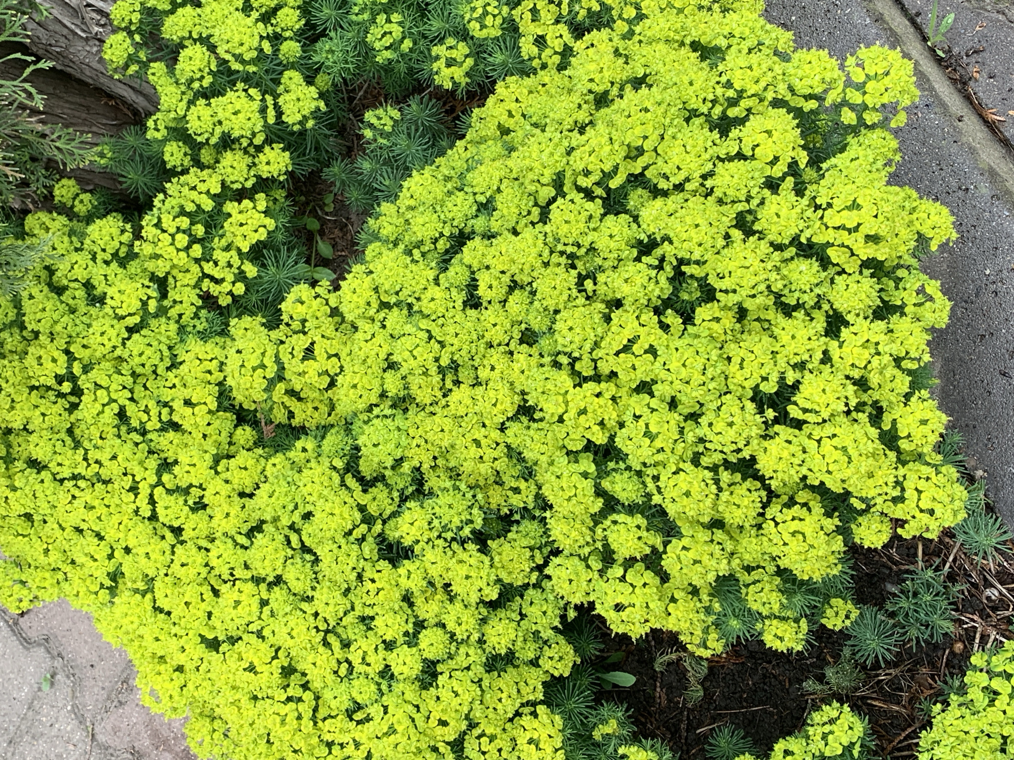 The image shows a garden bed filled with a dense cluster of vibrant, yellow-green flowers. The flowers appear to be a type of Euphorbia, with their distinctive clustered blooms. Some green needle-like foliage is visible among the flowers. A section of concrete pavement runs along the right side of the garden bed. To the left, the edge of a tree trunk and some darker green foliage are visible. The location is Unknown, Unknown.