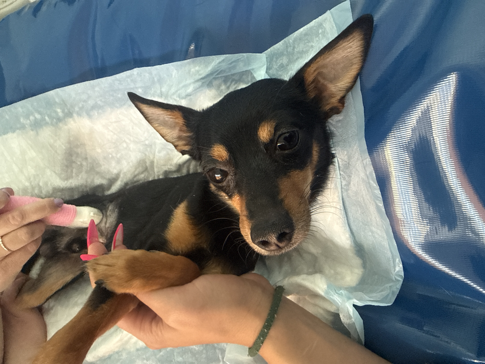 A small, short-haired black and tan dog, possibly a Miniature Pinscher or similar breed, lies on a light blue disposable underpad, which rests on a larger blue surface. The dog has prominent, upright ears and dark, attentive eyes, looking directly towards the viewer with a calm or slightly wary expression.
Two human hands are interacting with the dog's front paws. A hand on the left, adorned with a white ring on the ring finger, is holding a pink, cylindrical grooming tool near the dog's left front paw. On this paw, several nails are covered with bright pink nail caps, often referred to as "soft claws." Another hand, on the right, wearing a green beaded bracelet, gently supports the dog's right front paw.
The activity taking place appears to be pet grooming, specifically the application or maintenance of nail caps. The setting is indoors, likely a home, with bright, even lighting. There is no visible text in the image. The scene suggests a caring interaction between the human and the dog, potentially in Chaikovsky, Russia, as per the provided context.