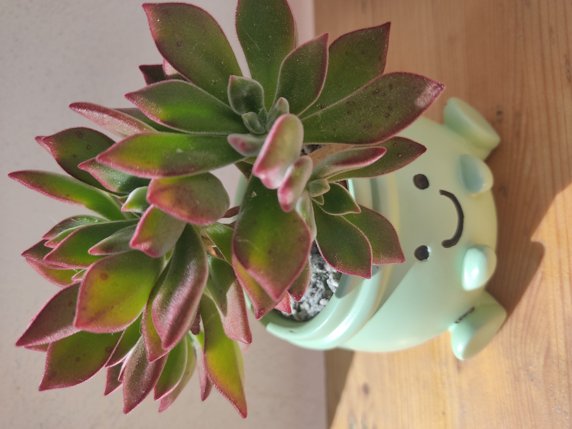 A close-up, high-angle shot shows a succulent plant in a light green ceramic pot with a cartoonish smiling face and stubby legs. The succulent has plump, fleshy leaves that are green in the center and transition to a reddish-pink hue at the tips and edges. The leaves are slightly fuzzy and arranged in a rosette pattern. The pot is filled with small gray pebbles. The pot sits on a wooden surface, likely a table or shelf, and a shadow is cast by the pot and plant to the left. The background is a plain, light-colored wall. The image was captured in Blanes, Spain, suggesting an indoor setting with natural light.